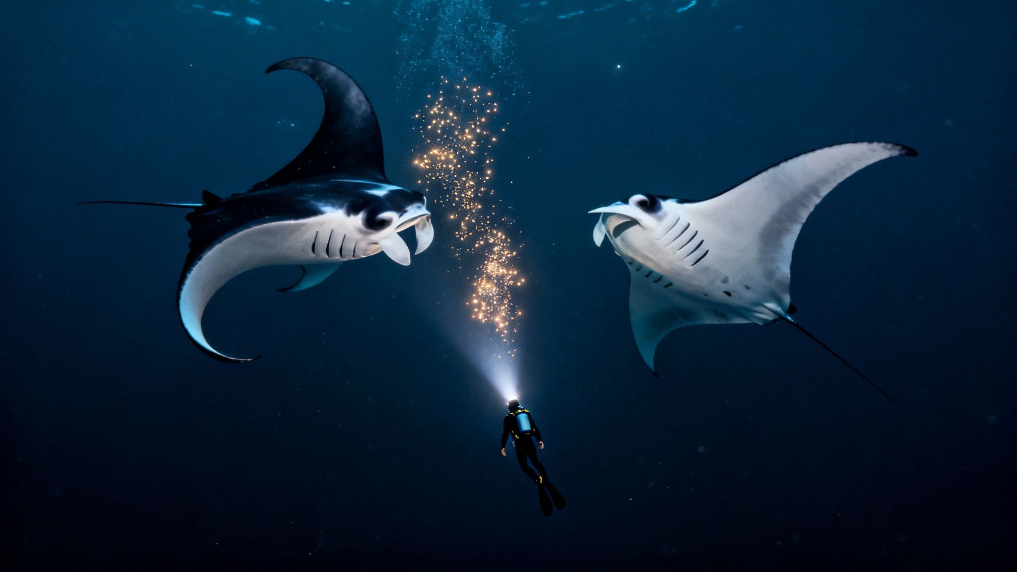 A diver shines a flashlight upwards, illuminating two majestic manta rays during a dark night dive.