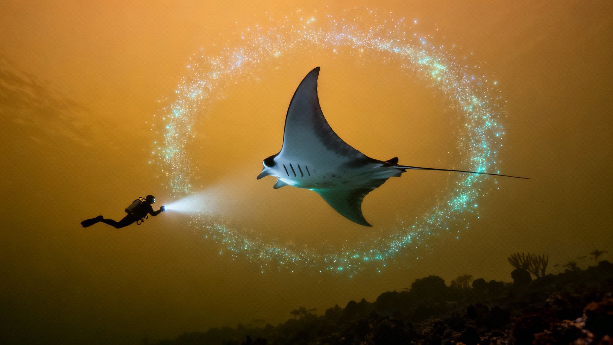Manta Ray Night Dive at Kona