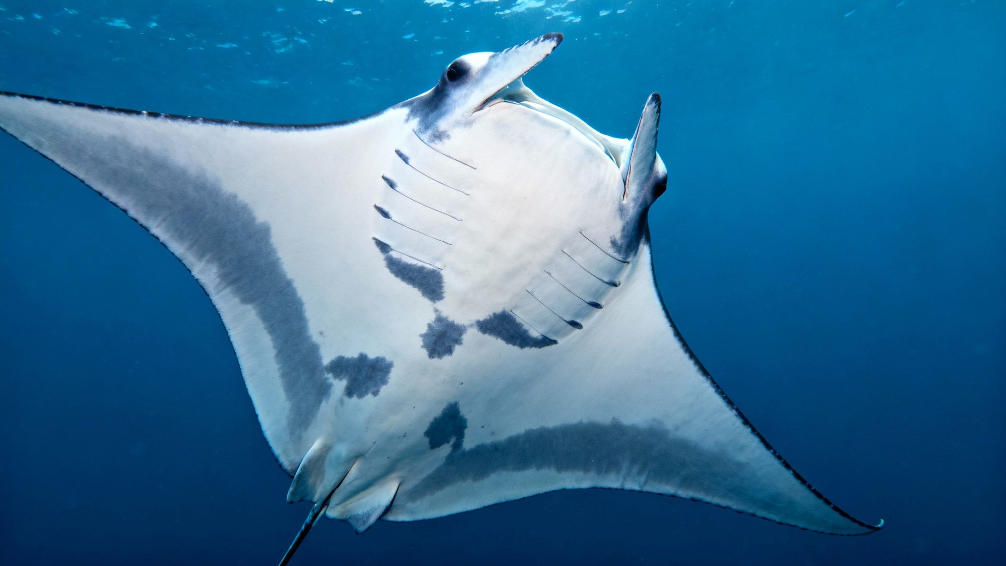 A large manta ray glides through the dark ocean water, its white belly illuminated by a diver's light.