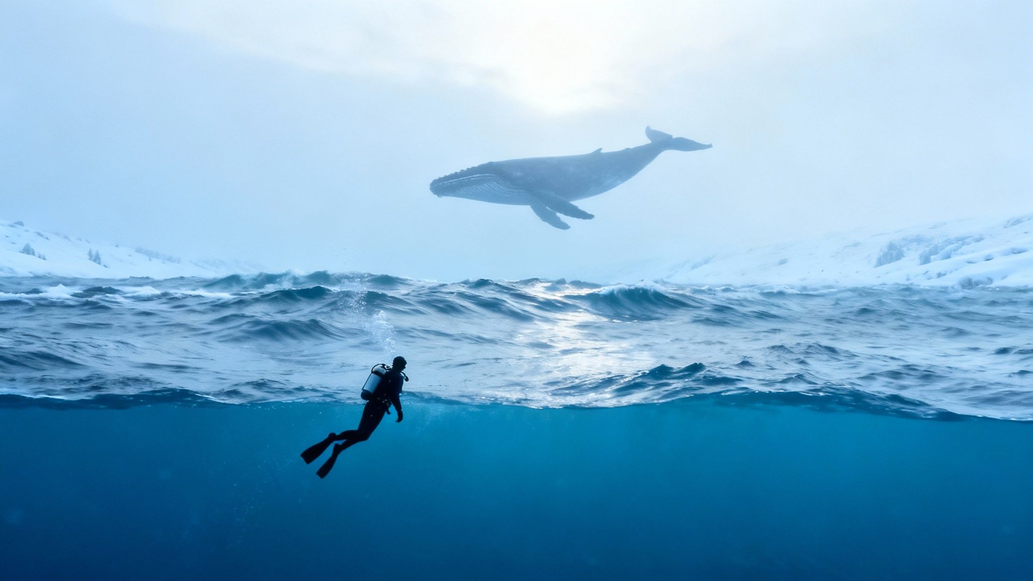 A majestic humpback whale breaching the surface of the Hawaiian ocean.