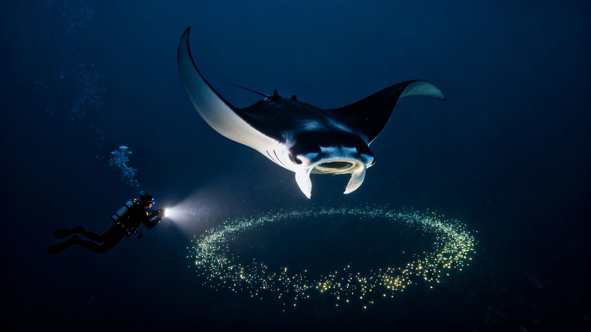 Underwater diver shines light on a majestic manta ray attracted by glowing plankton.