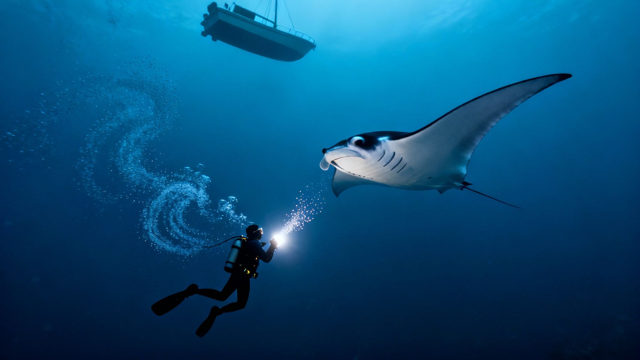 A scuba diver shines a light on a majestic manta ray underwater, with a boat above.