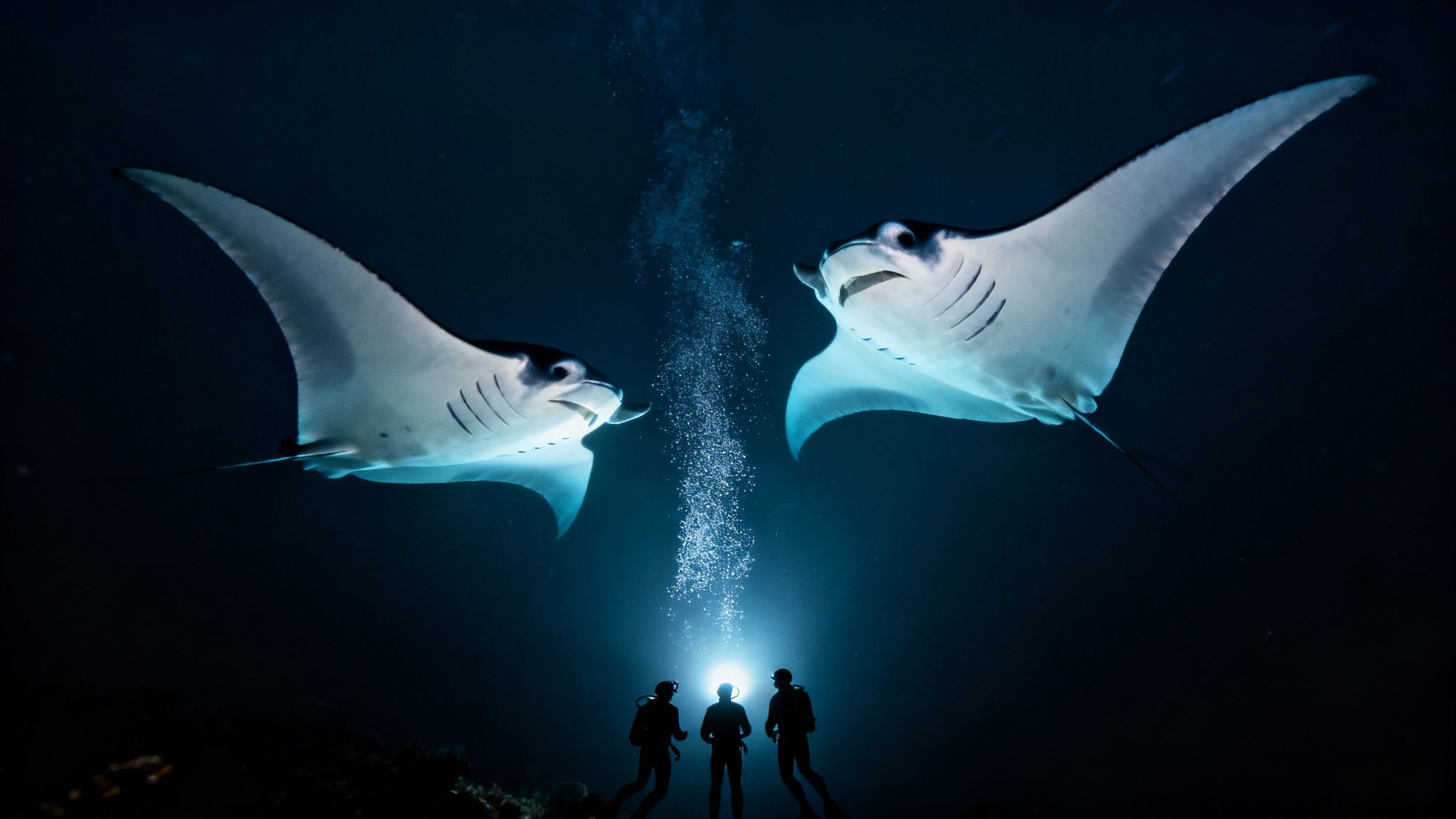 Three scuba divers illuminate two majestic manta rays during a captivating night dive underwater.