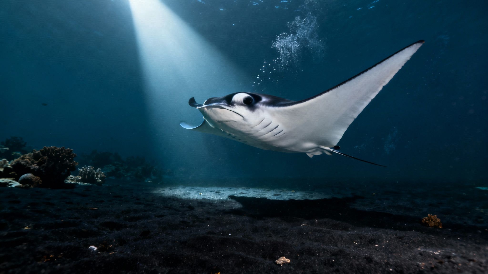 A close-up shot of a majestic manta ray gliding through the dark ocean waters during a night dive in Kona.