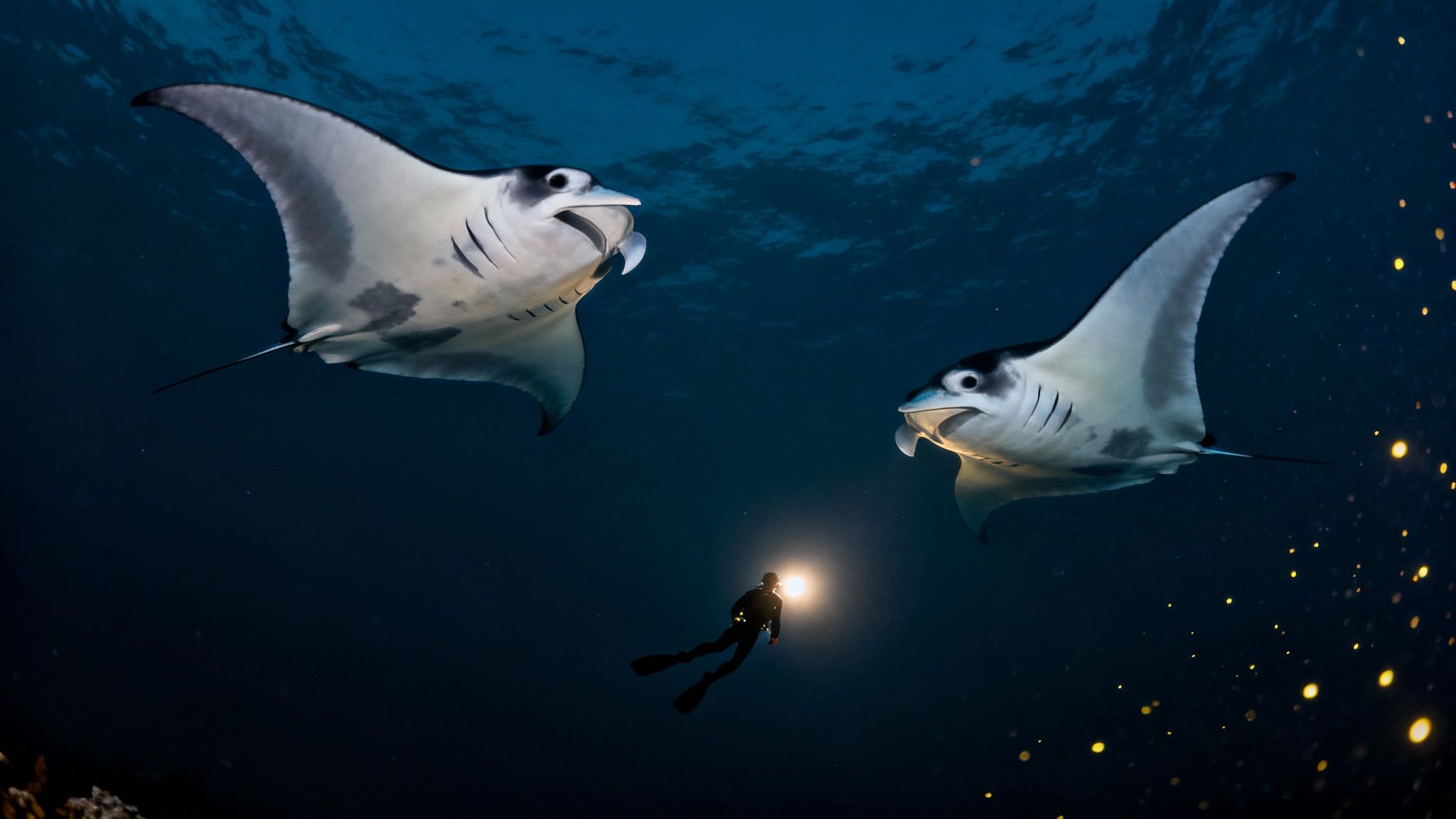 Divers watching manta rays on a night dive in Kona
