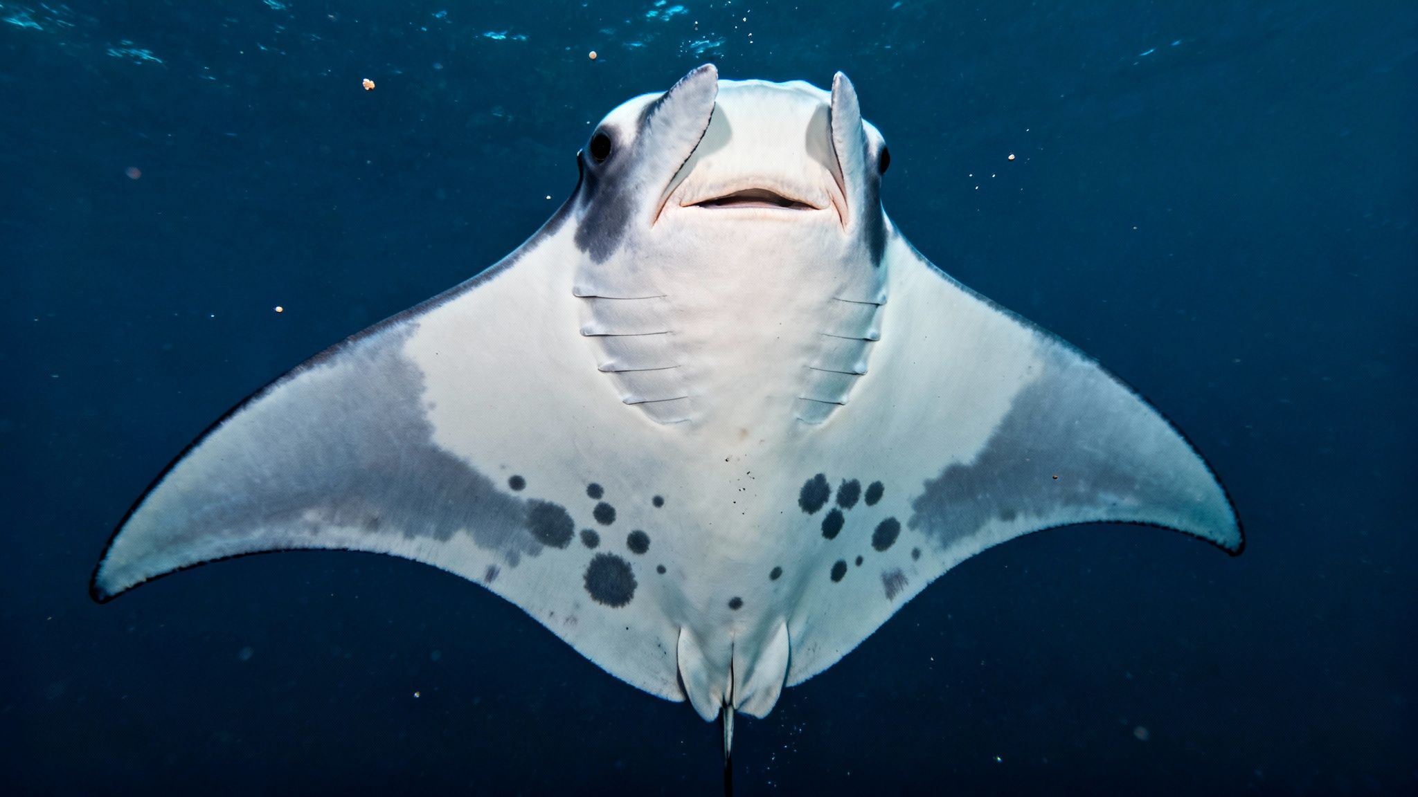 Close-up of a manta ray's underside, showing its unique spot pattern.