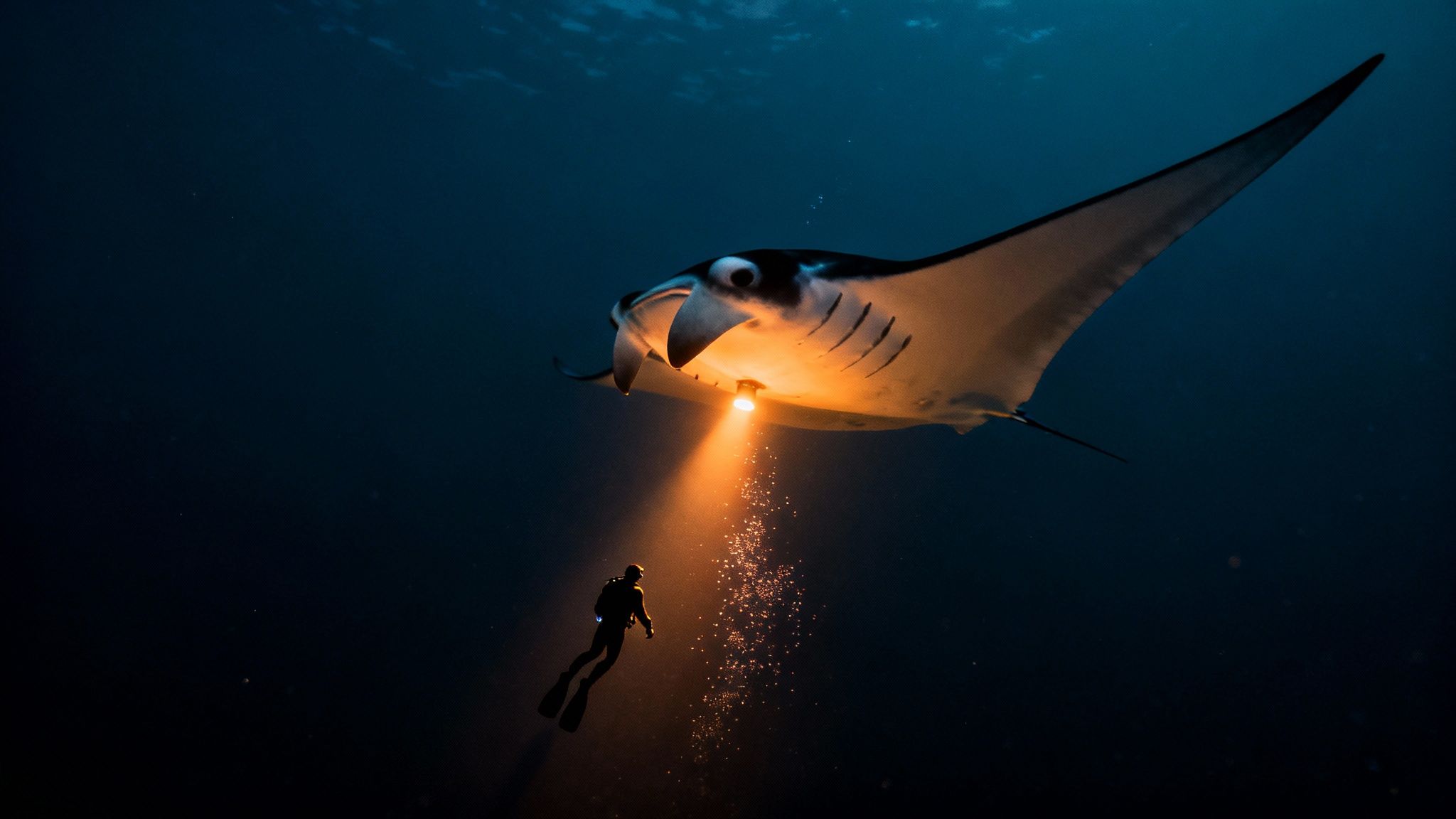 A large manta ray with an open mouth is illuminated by a diver's light underwater at night.