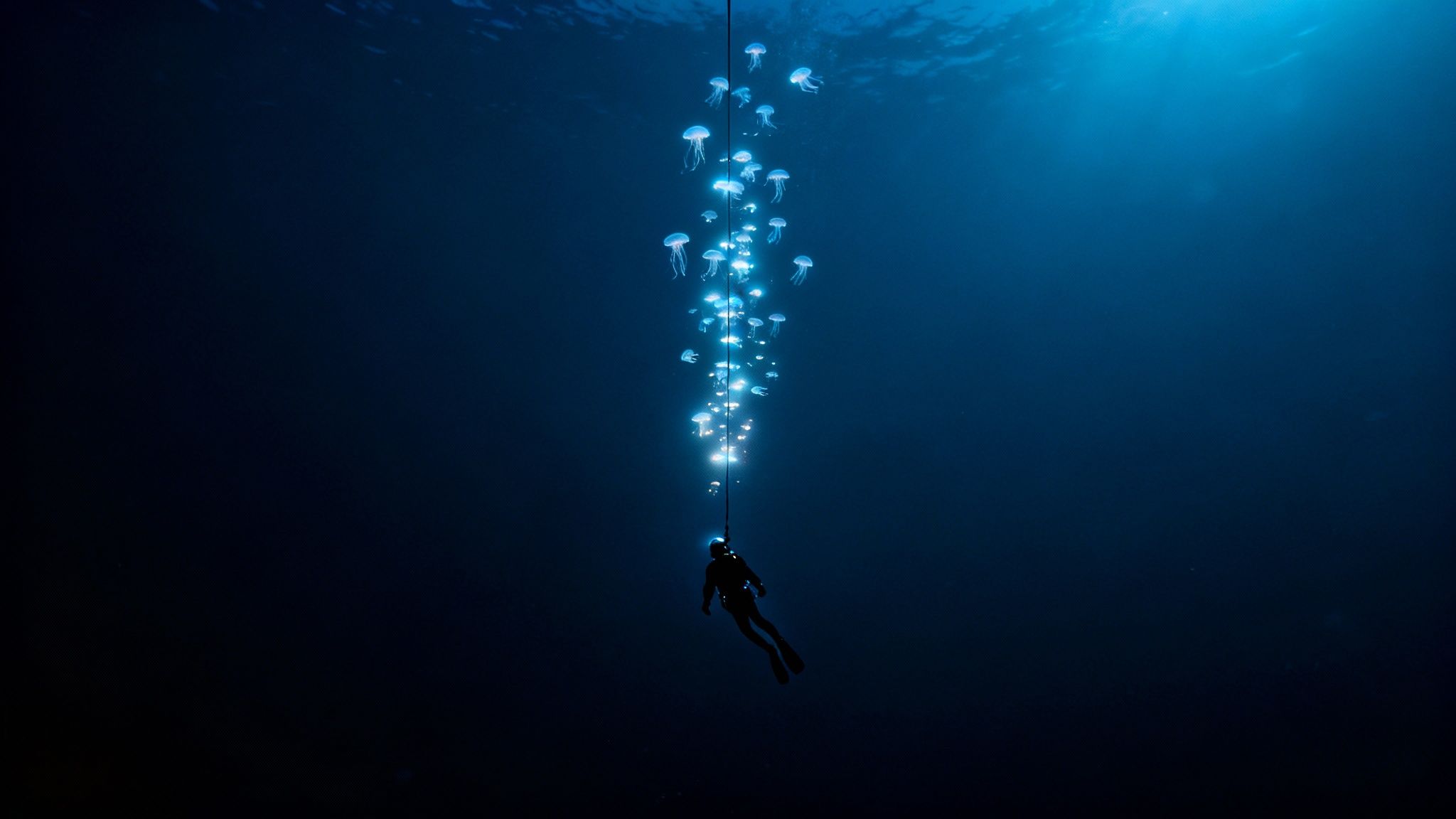 A bioluminescent creature photographed during a blackwater dive in Kona.