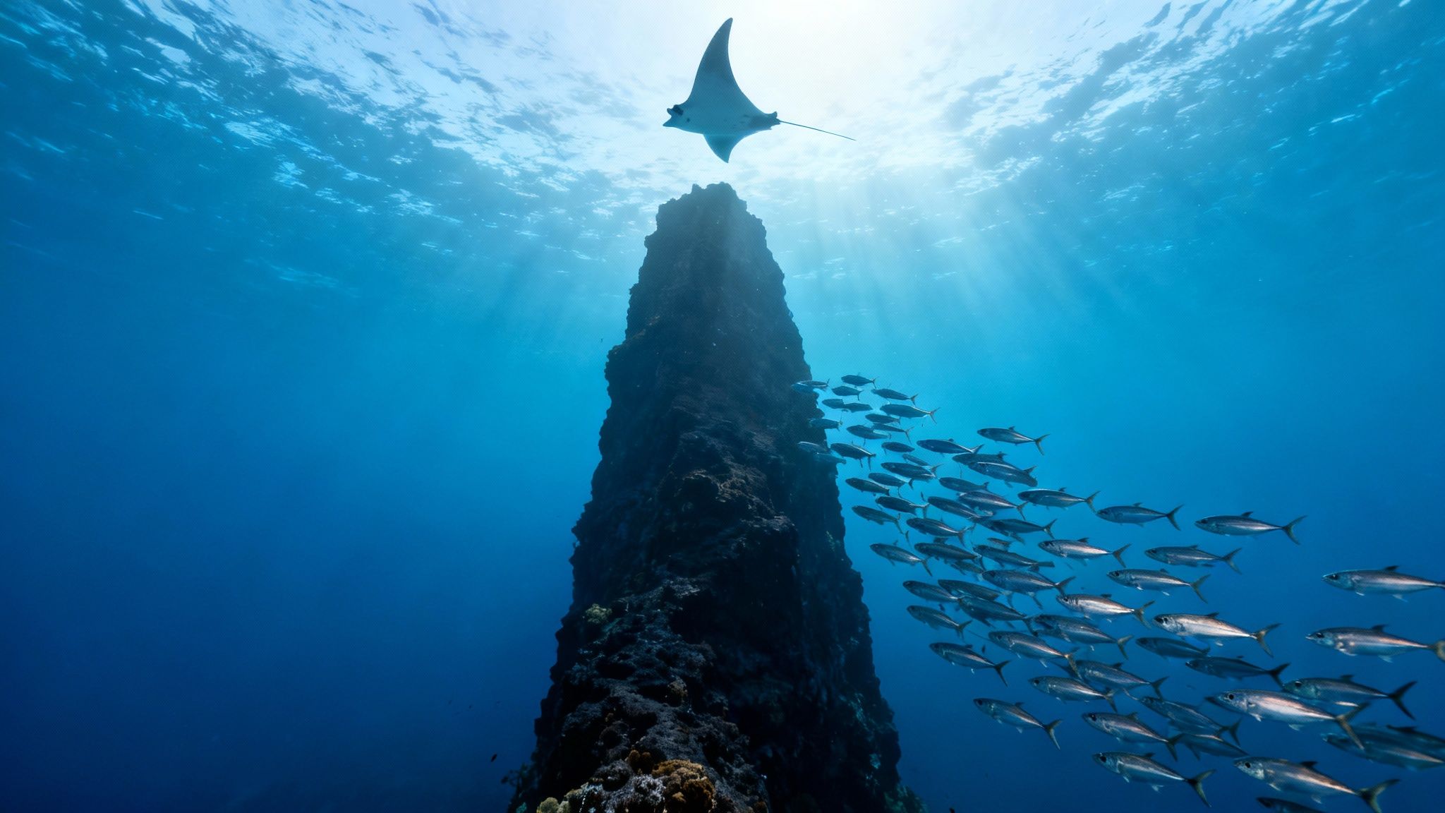 A majestic manta ray swims above a towering underwater rock with a school of fish nearby, illuminated by sunrays.