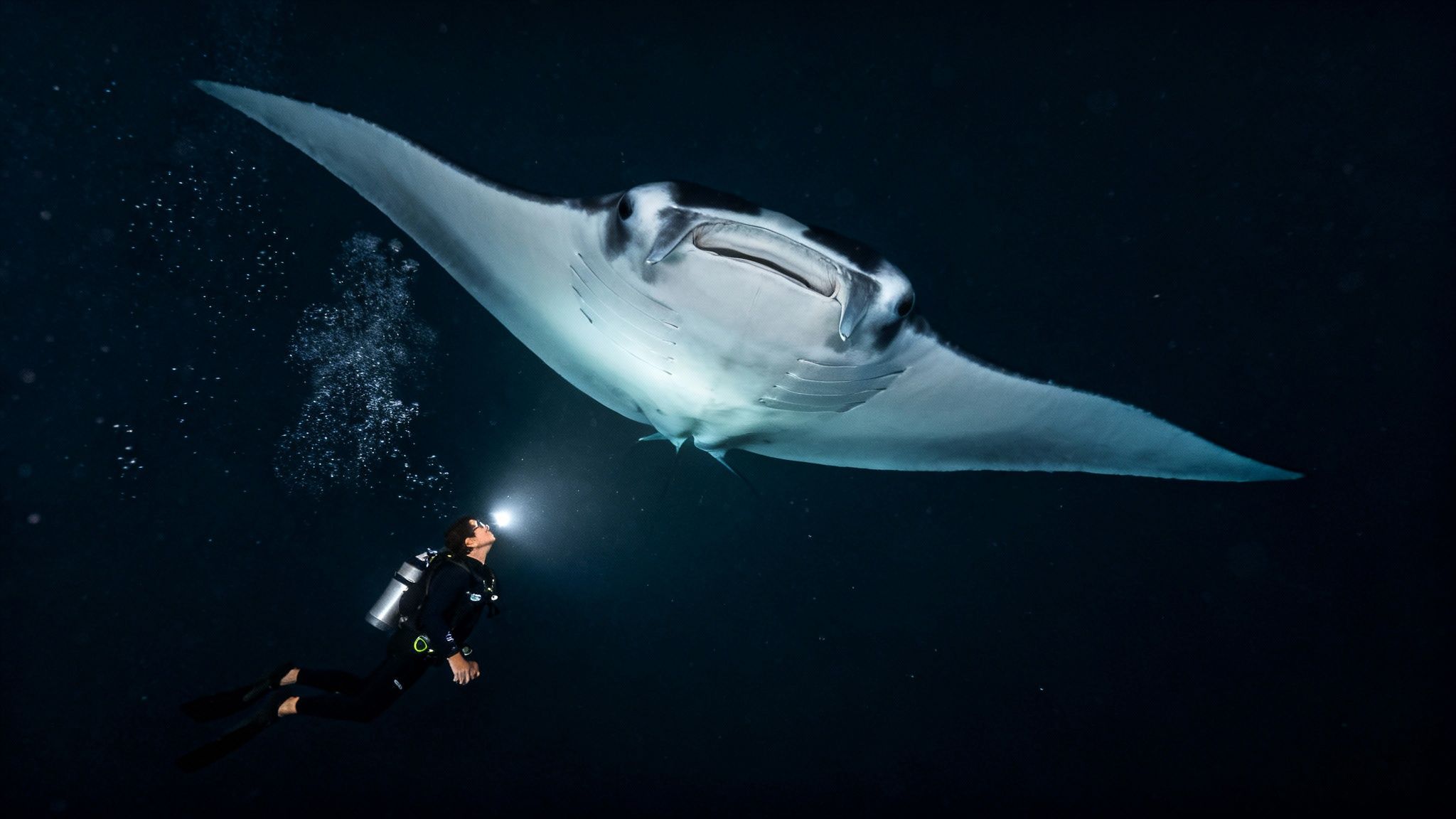 Woman scuba diving at night with a giant manta ray in Kona, Hawaii