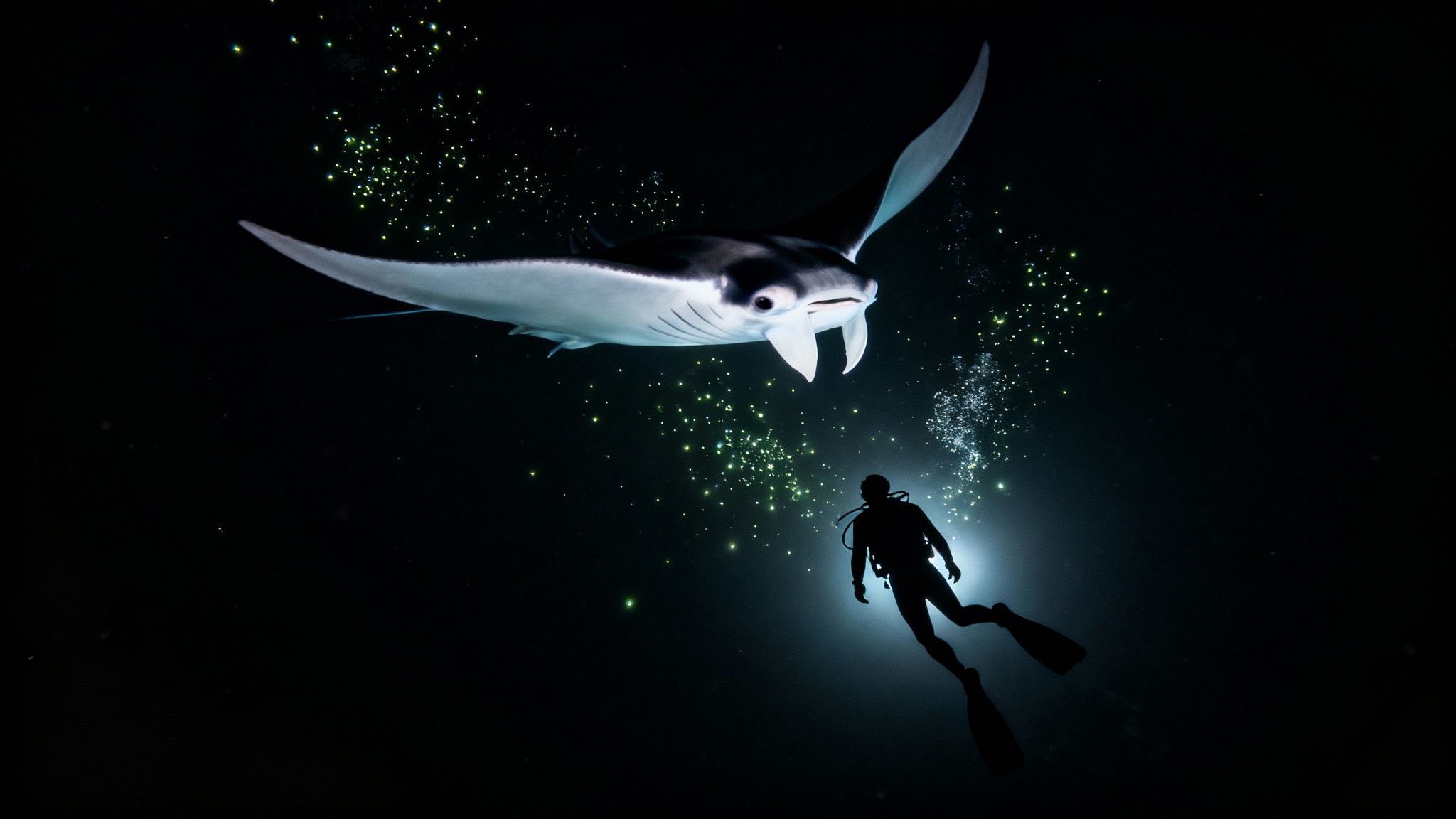 Night manta dive at Garden Eel Cove