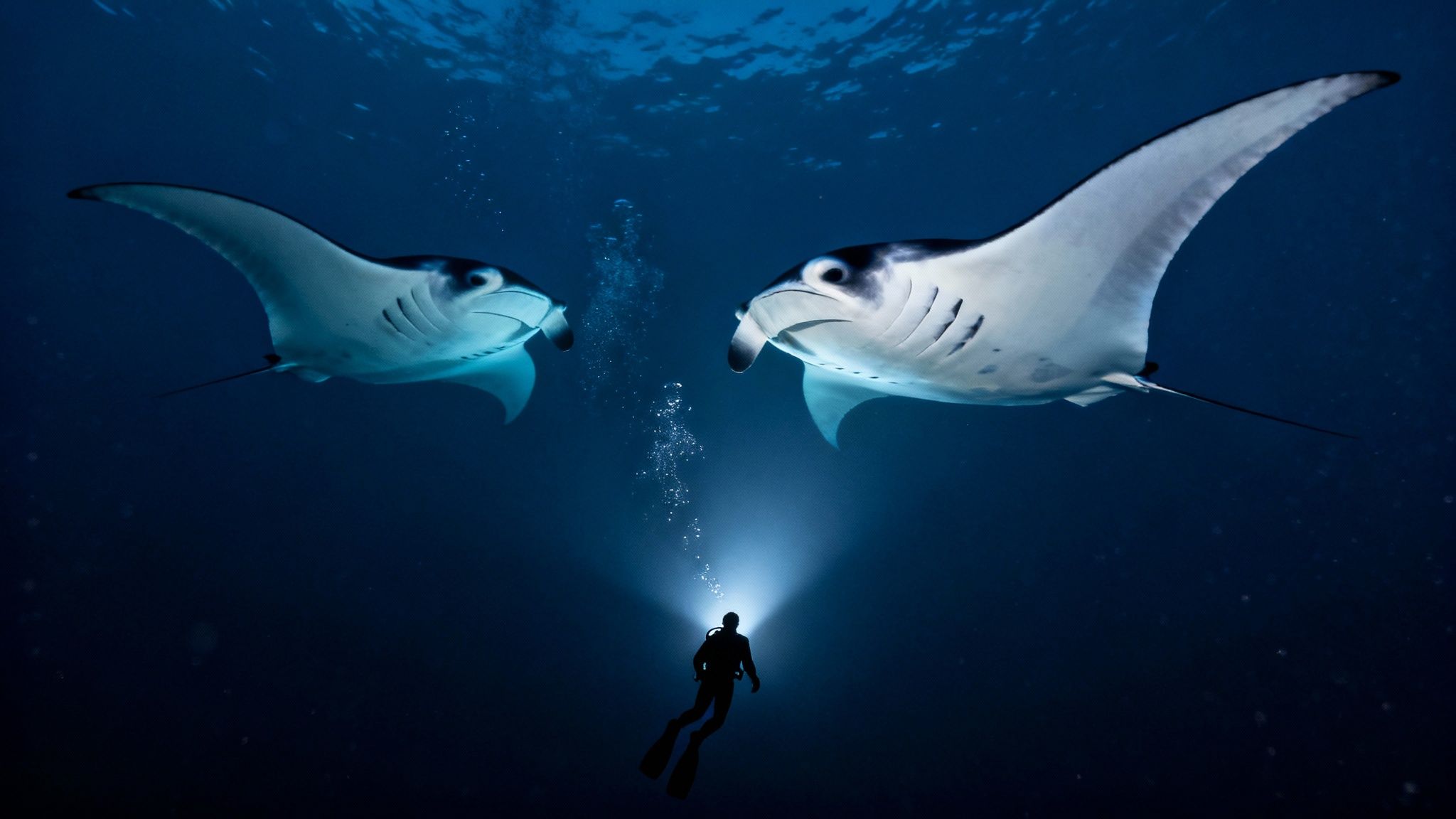 A scuba diver illuminates two giant manta rays swimming gracefully in dark blue ocean depths.