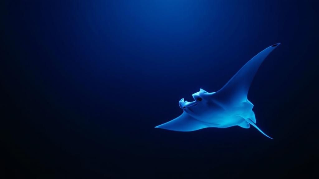 Manta Ray