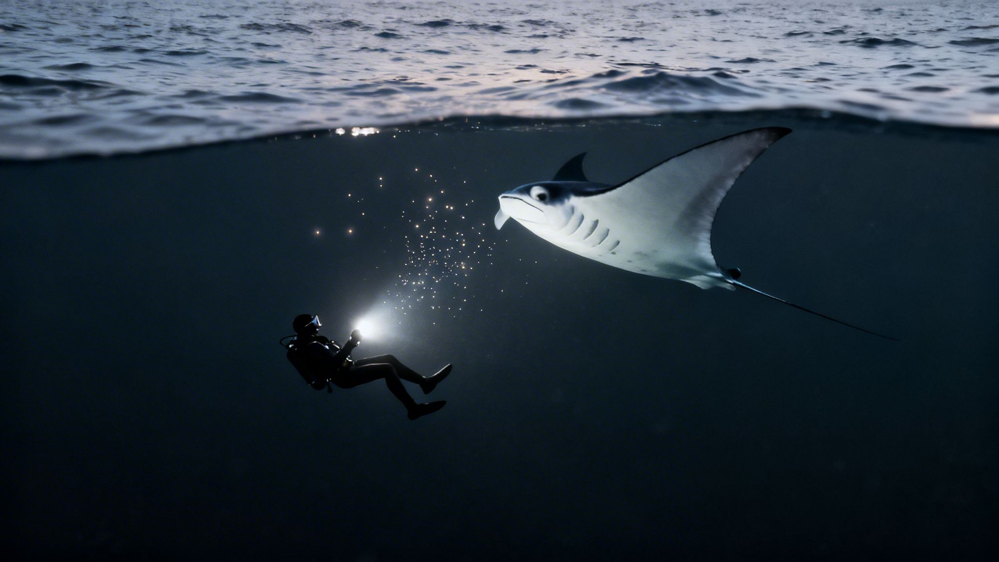 A diver shines a flashlight underwater, illuminating a large manta ray with the ocean surface above.