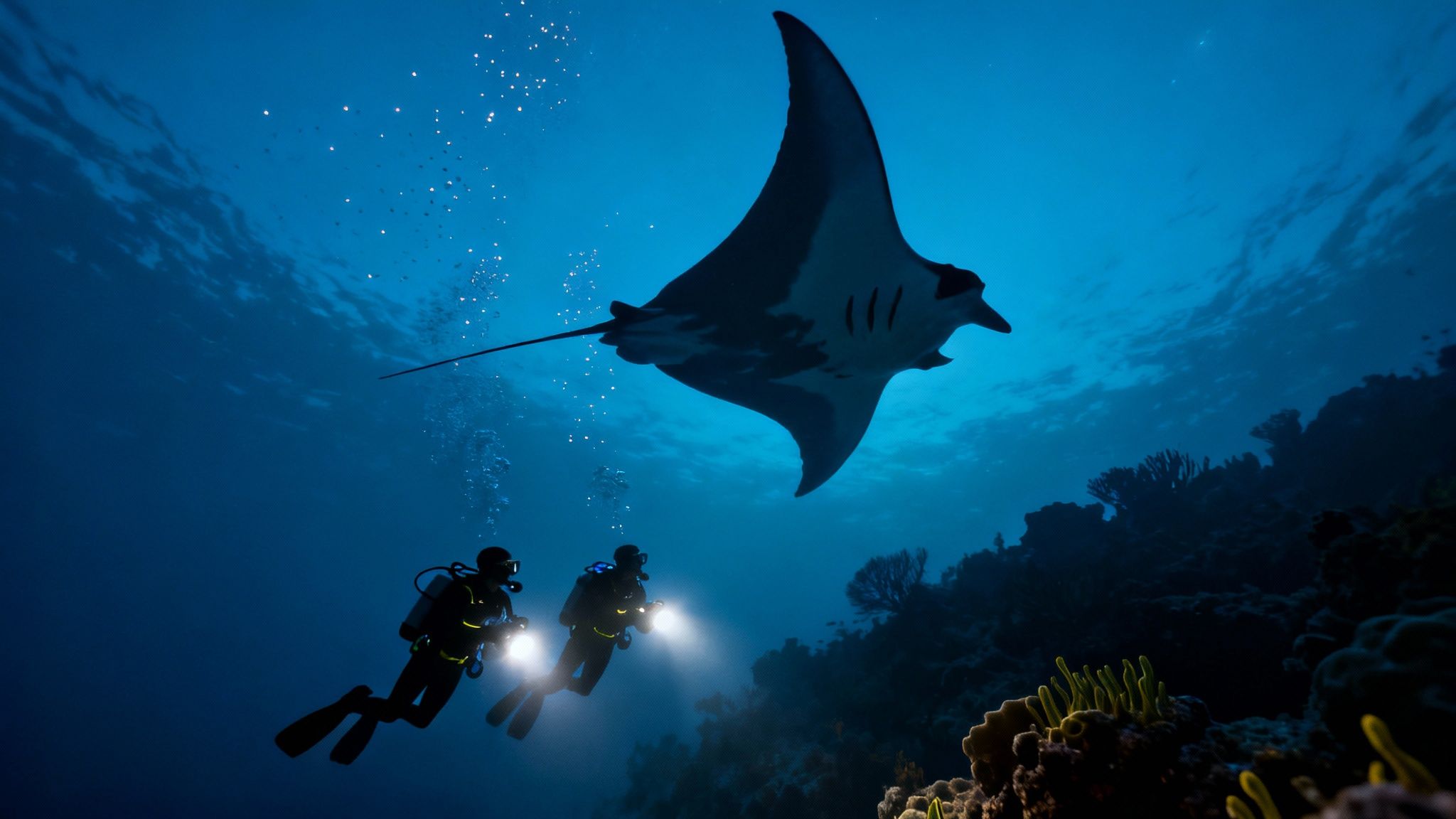 Two scuba divers with flashlights encounter a large manta ray over a vibrant coral reef.