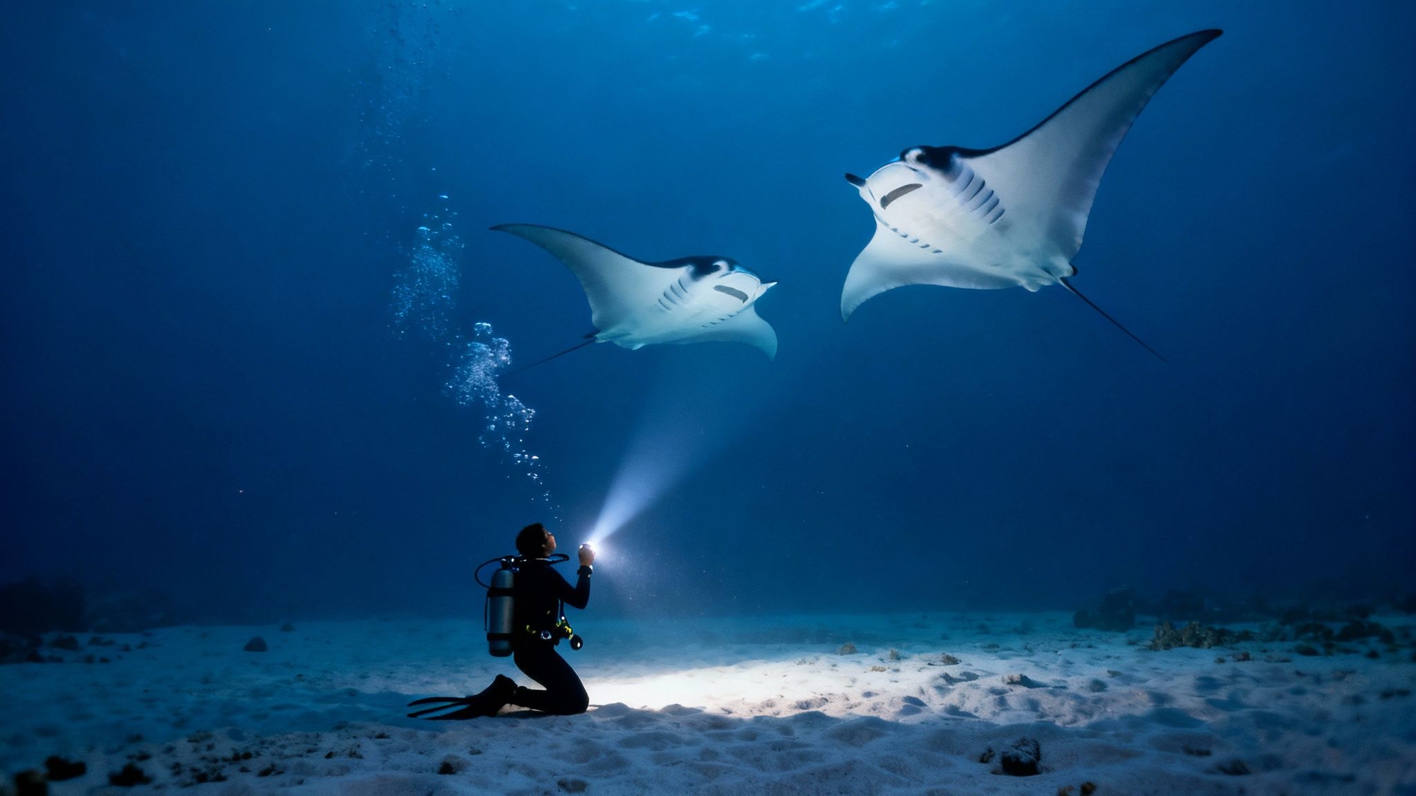 A diver with a flashlight kneels on the sandy seabed looking up at two manta rays swimming in dark blue water.