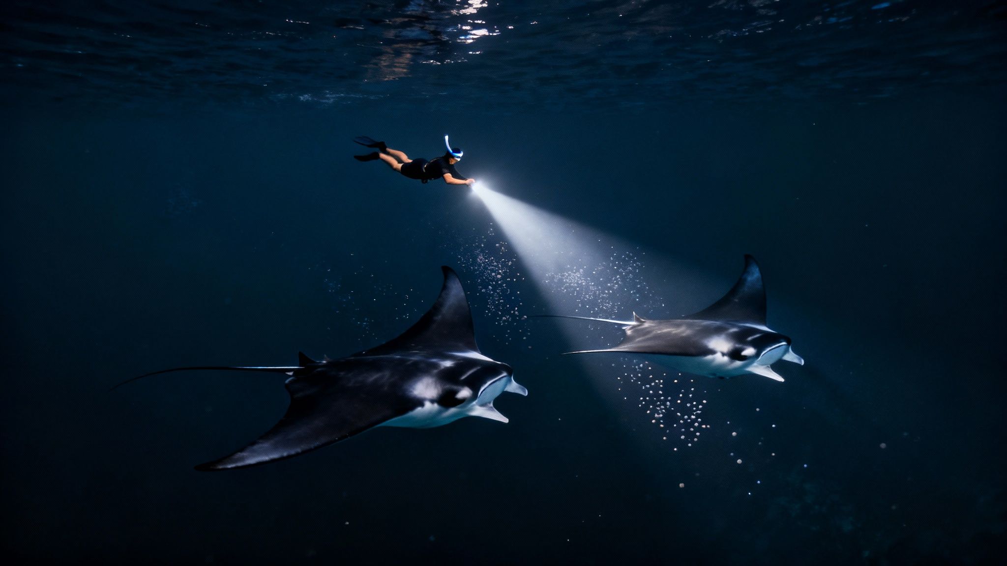 Several giant manta rays swimming at night in Kona, illuminated by dive lights
