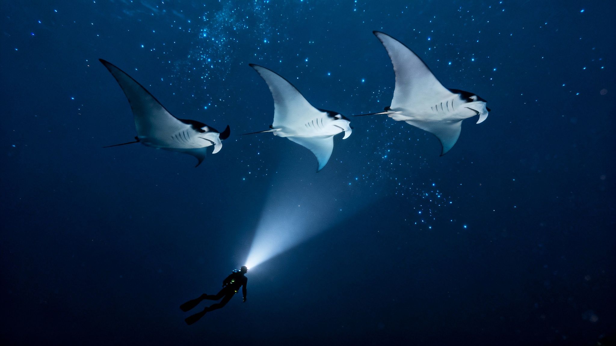 A manta ray swims gracefully in the ocean at night, illuminated by divers' lights