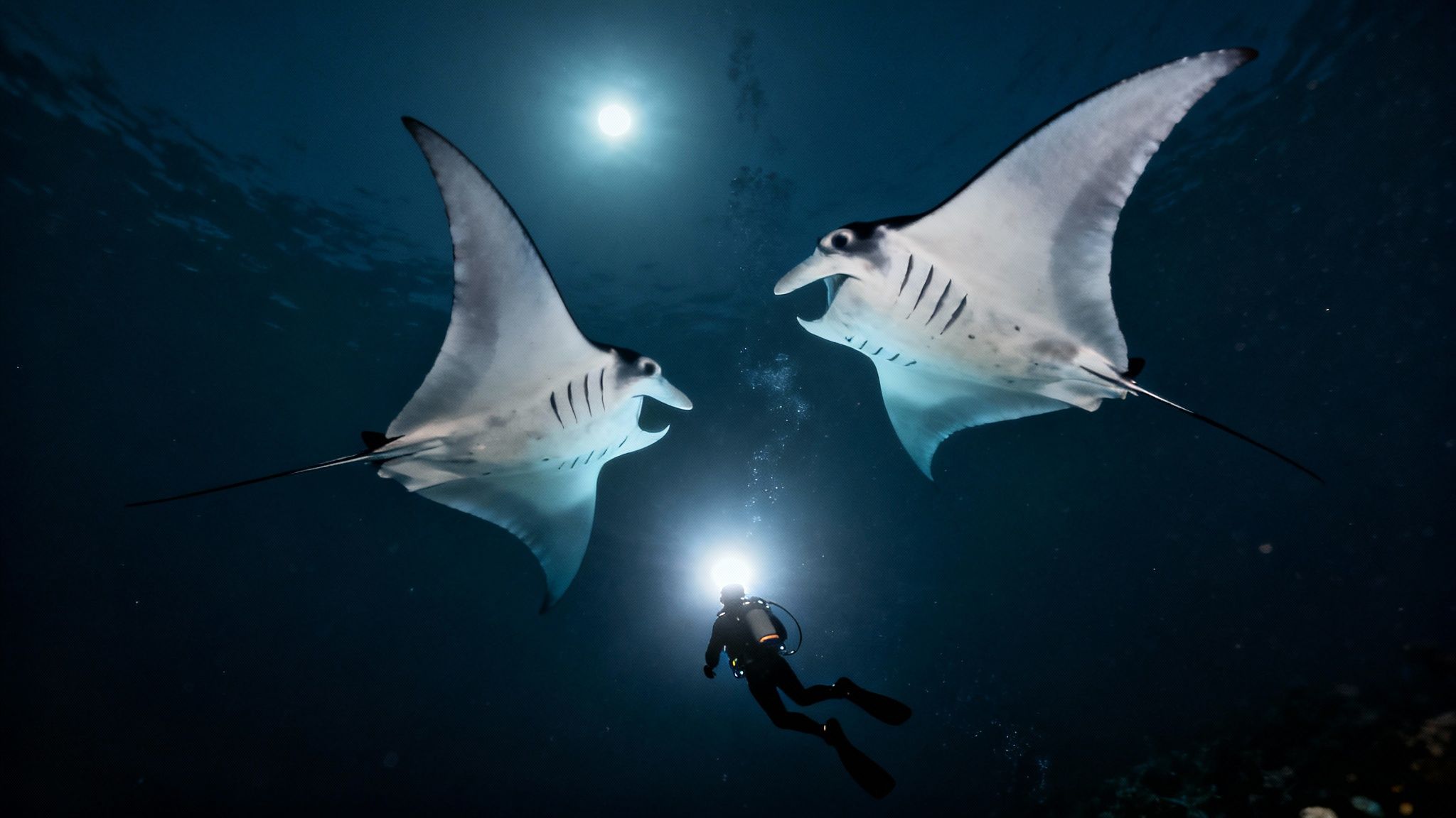 Graceful manta ray gliding through the dark water during a night dive in Kona.