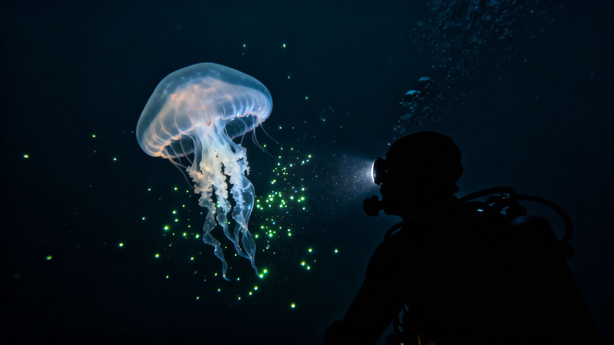 A scuba diver explores a vibrant coral reef teeming with colorful fish in Kona, Hawaii.