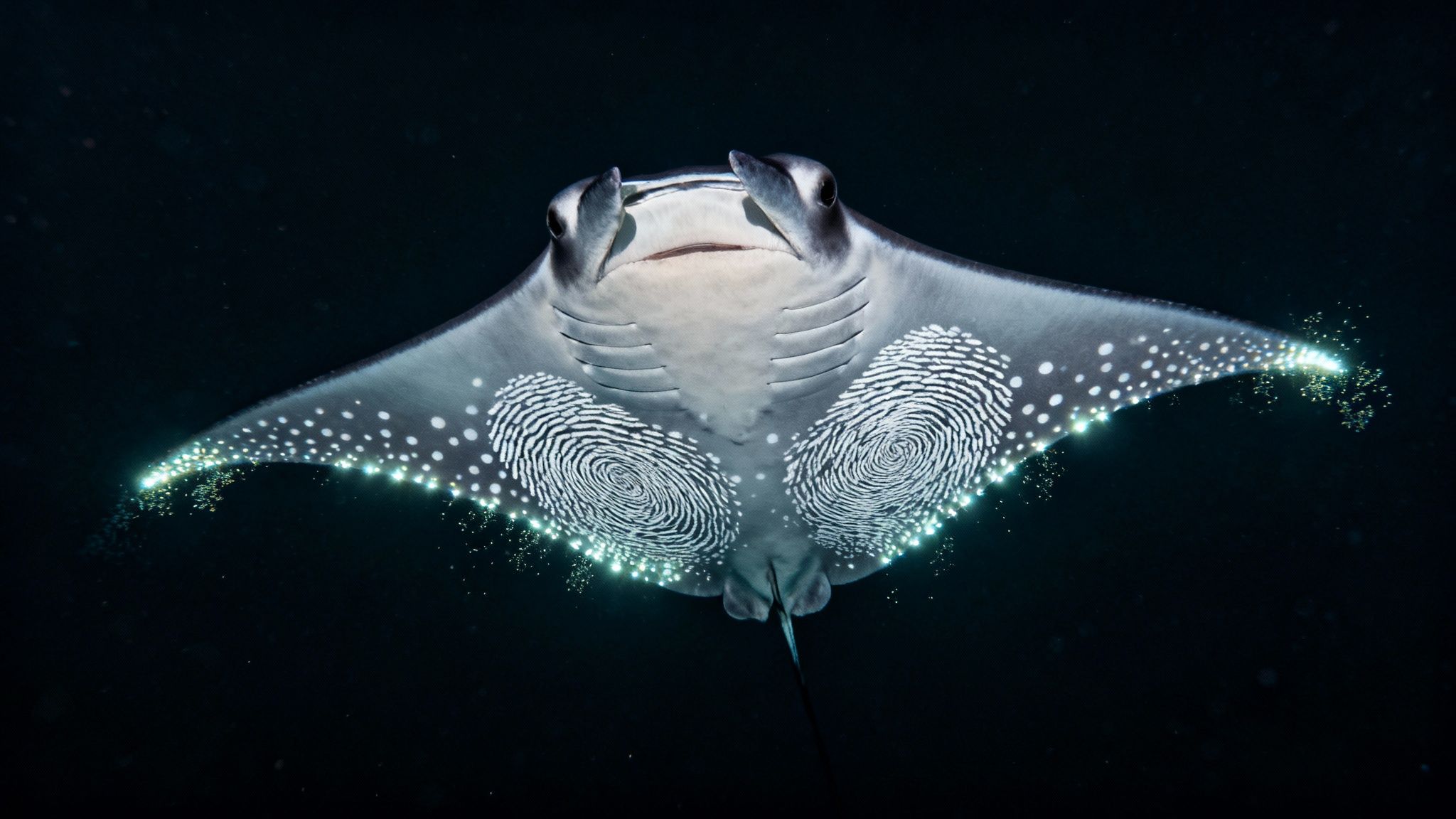 A close-up of a manta ray's underside, showing its unique spot patterns as it glides through the water at night.