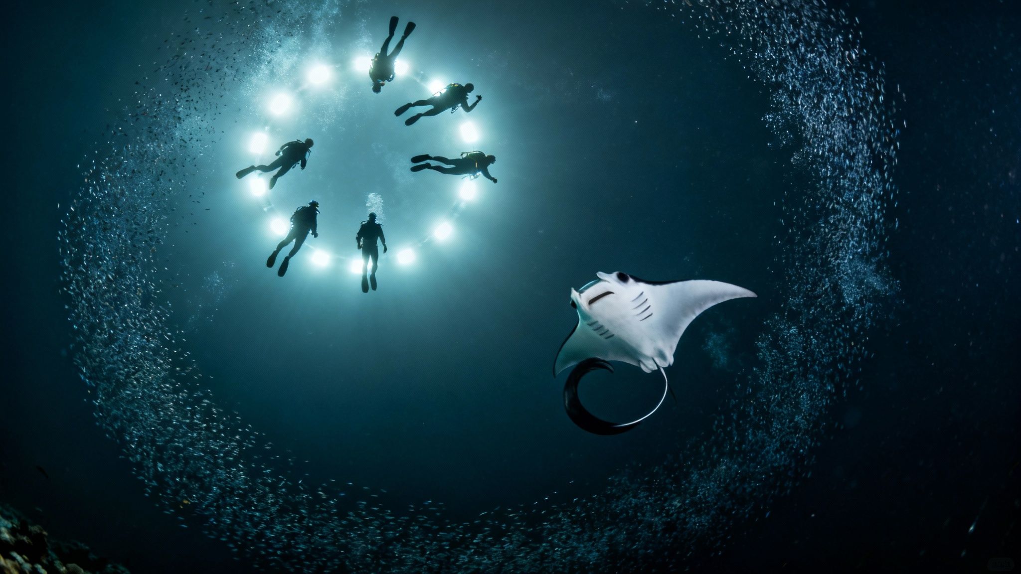 A group of divers observing a manta ray during a night dive in Kailua Kona.