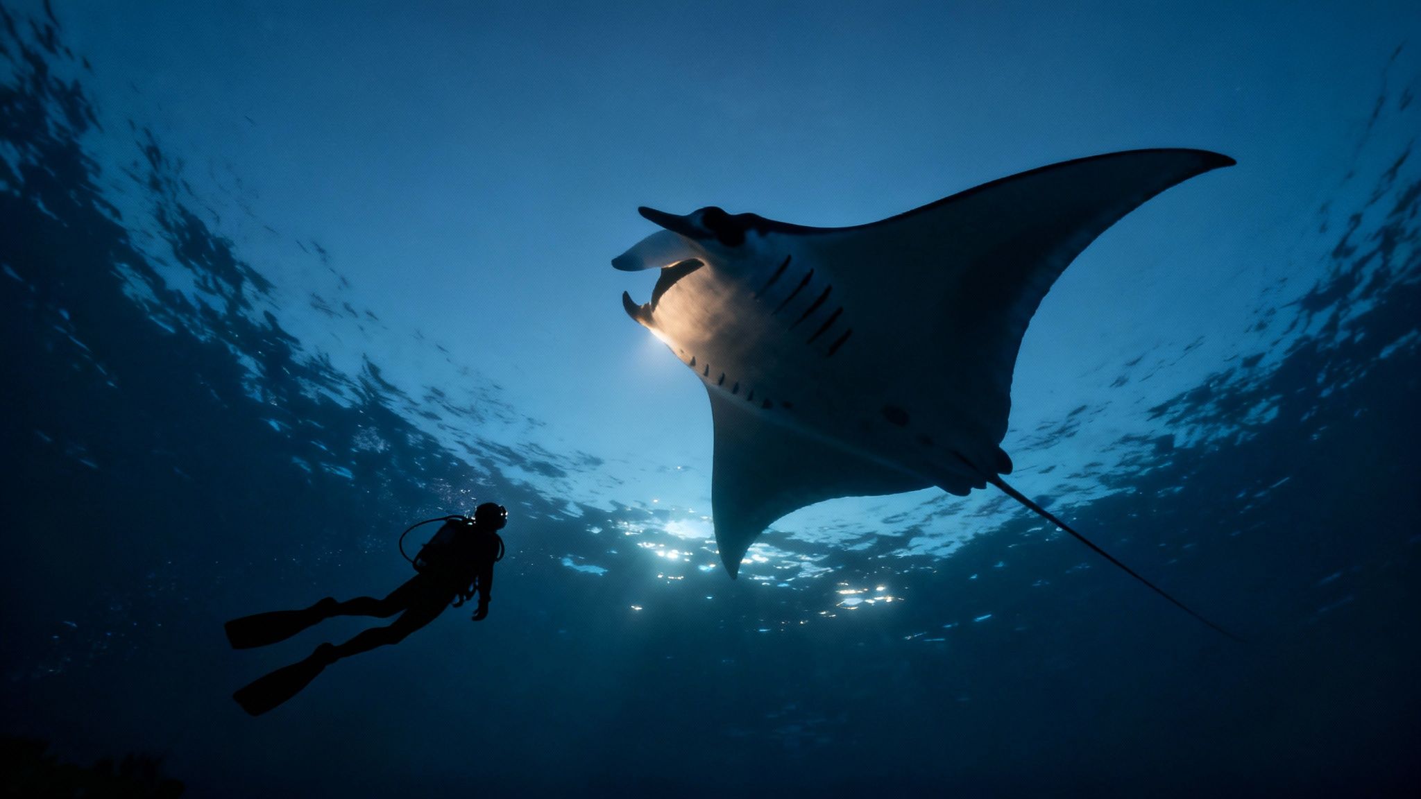A scuba diver approaches a majestic manta ray swimming gracefully near the ocean surface.