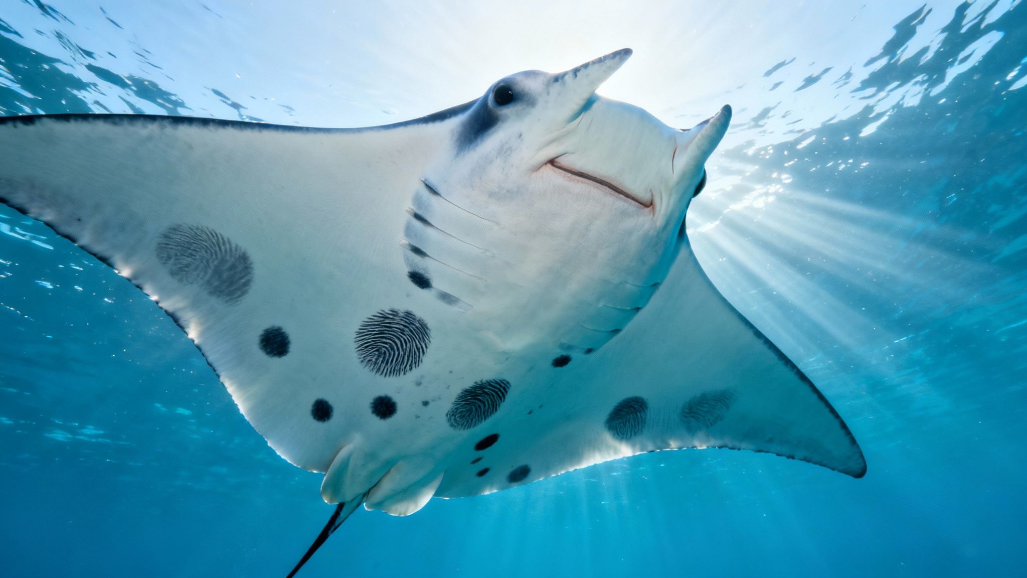 A large manta ray with unique spot patterns on its belly swims near the camera