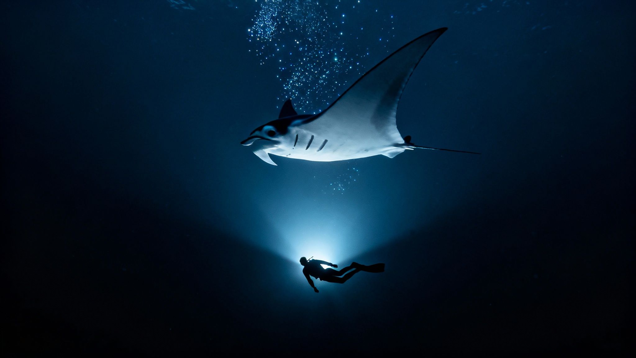 A diver with a bright light illuminates a large manta ray from below in the deep, dark ocean.
