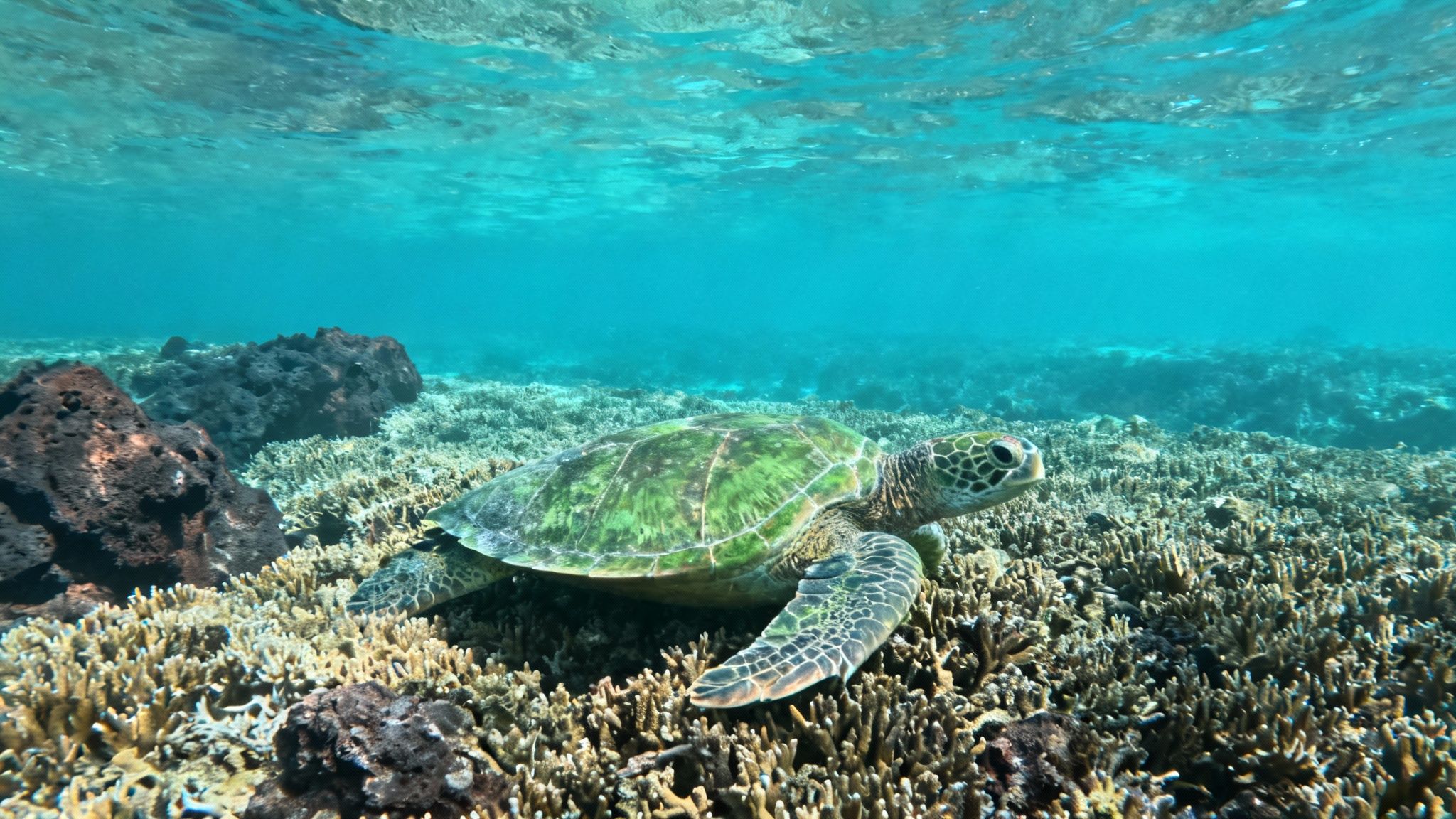 A vibrant green sea turtle rests on a colorful coral reef in clear blue tropical waters.