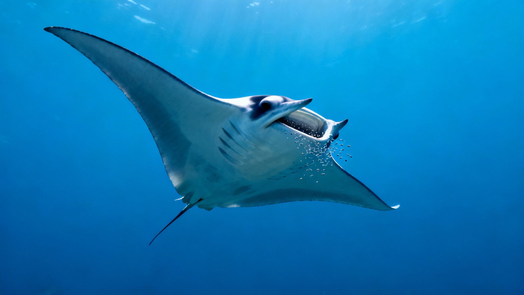 A close-up underwater shot of a manta ray with its mouth open, filter-feeding on plankton.