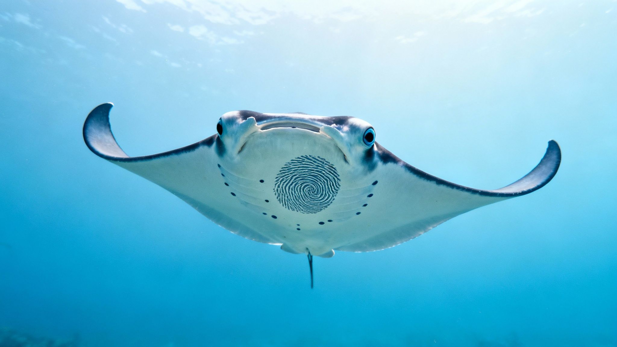 A close-up of a giant manta ray gliding gracefully through the dark ocean water in Kona.