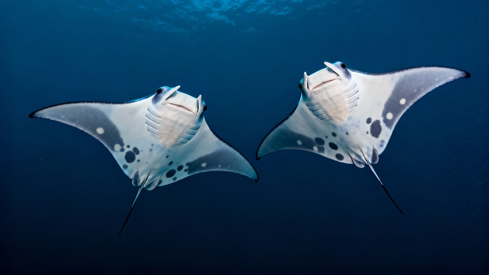 A massive manta ray glides gracefully through the water, its belly spots clearly visible.