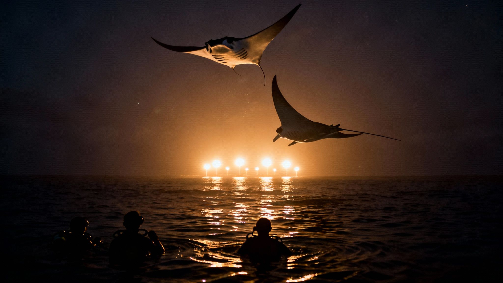 Three divers observe two majestic manta rays swimming above bright underwater lights at night.