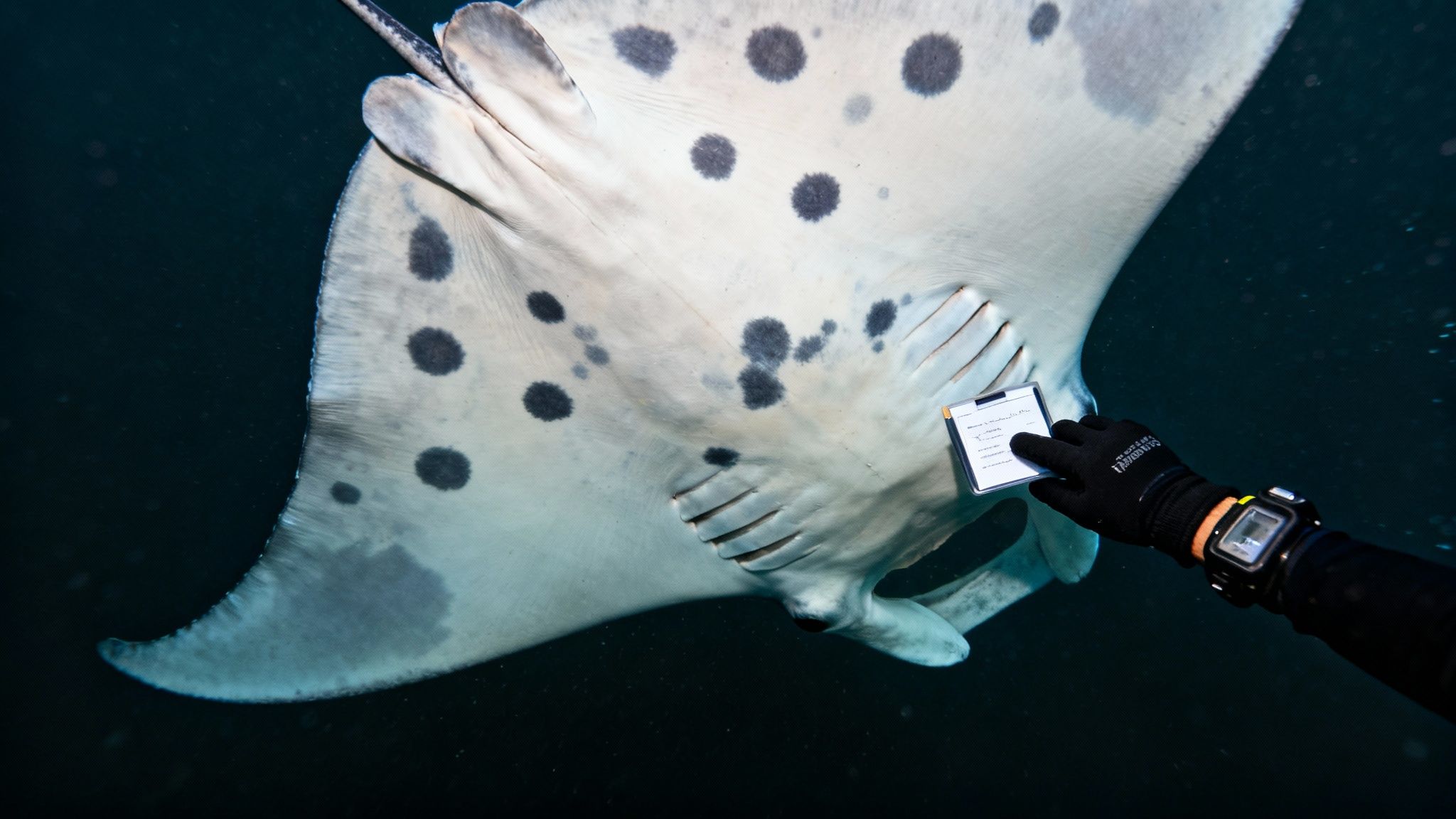 A close-up shot of a manta ray's underside, showing its unique spot patterns