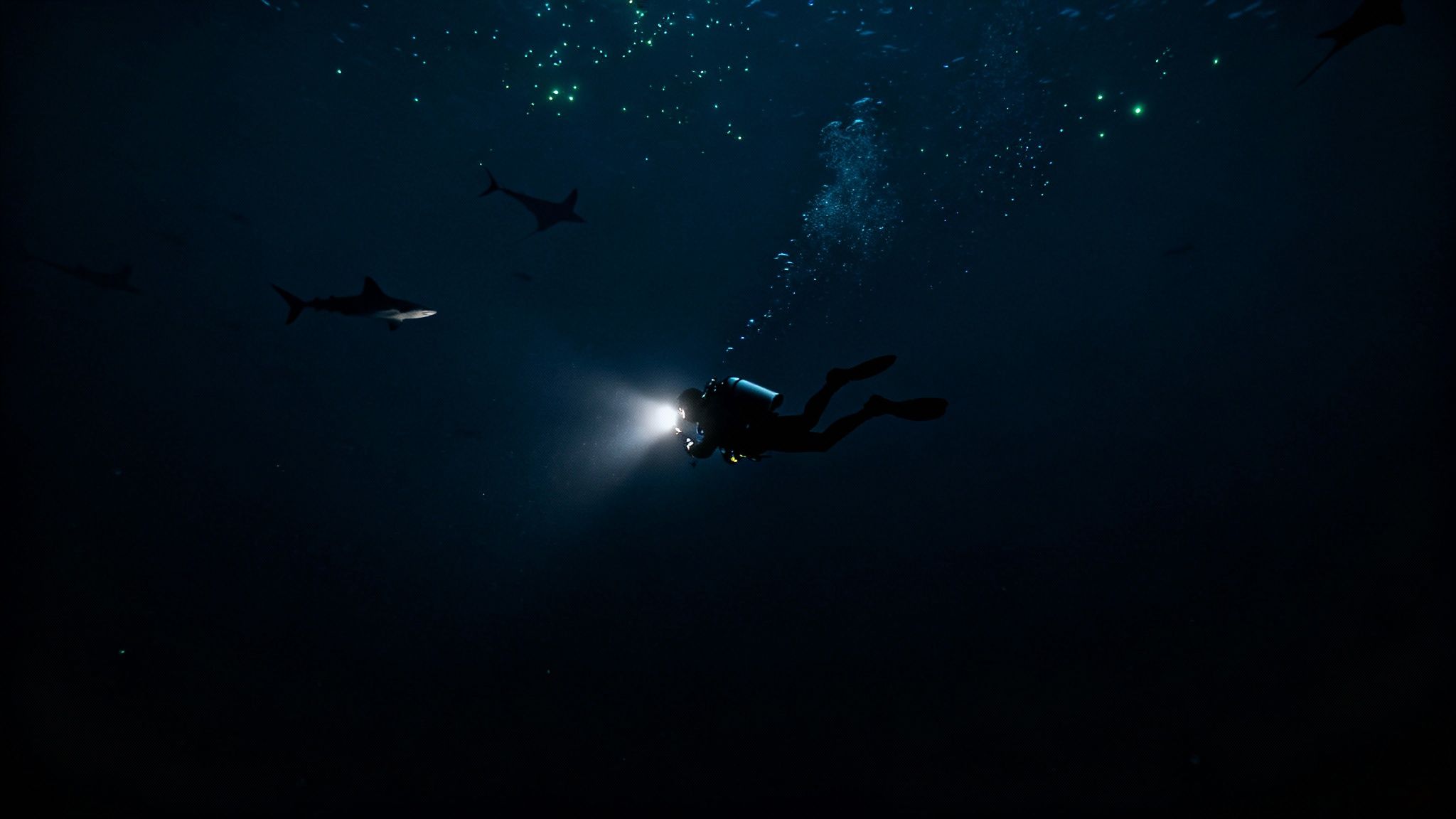 A vibrant coral reef in Kona, Hawaii, with a scuba diver exploring the underwater landscape.