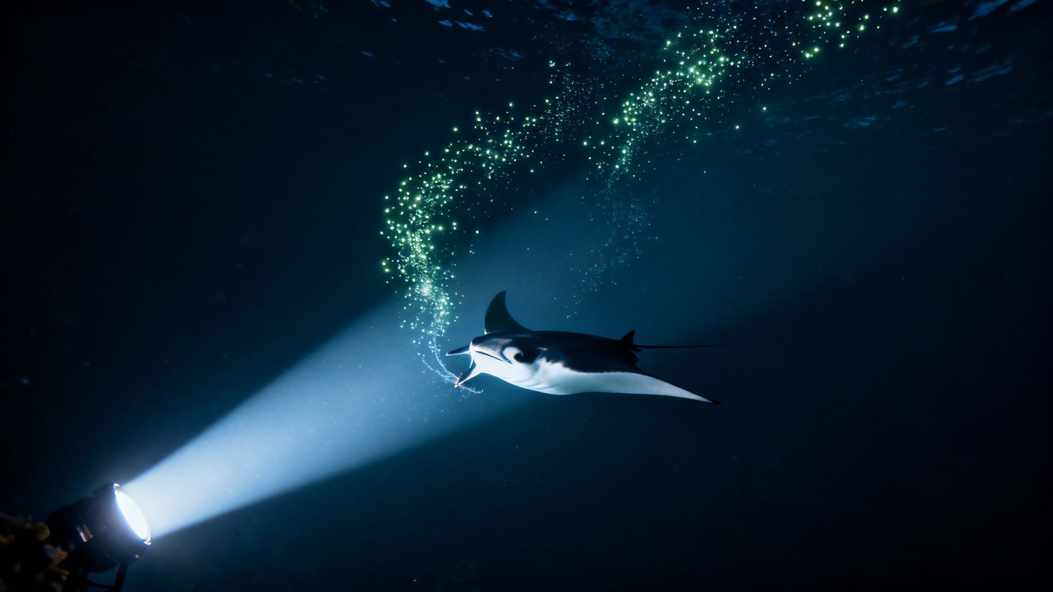 Several manta rays feeding at night under the bright lights of a dive tour in Kona, Hawaii.