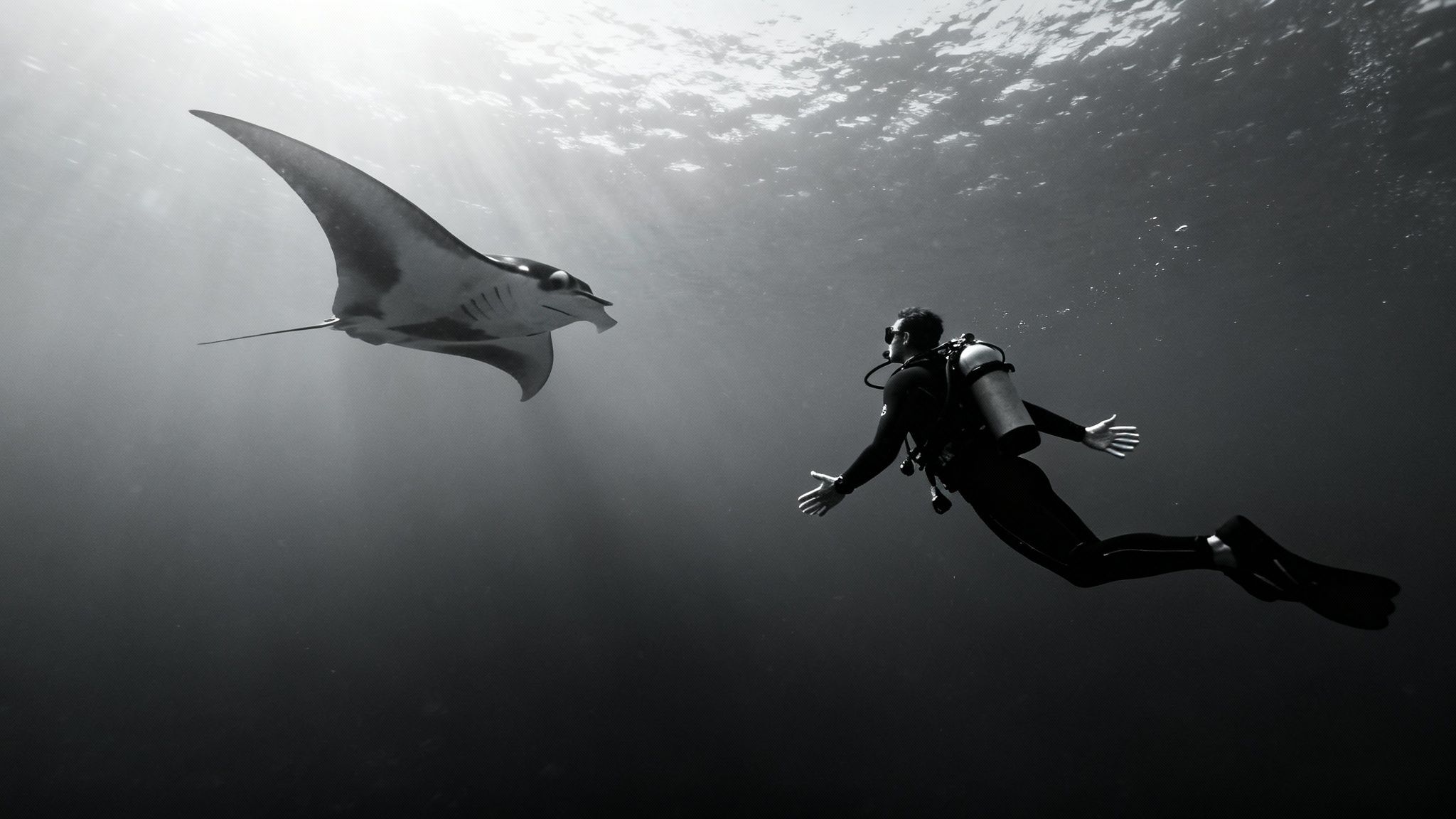A scuba diver holds a flashlight while a massive manta ray glides peacefully just a few feet away during a night dive.