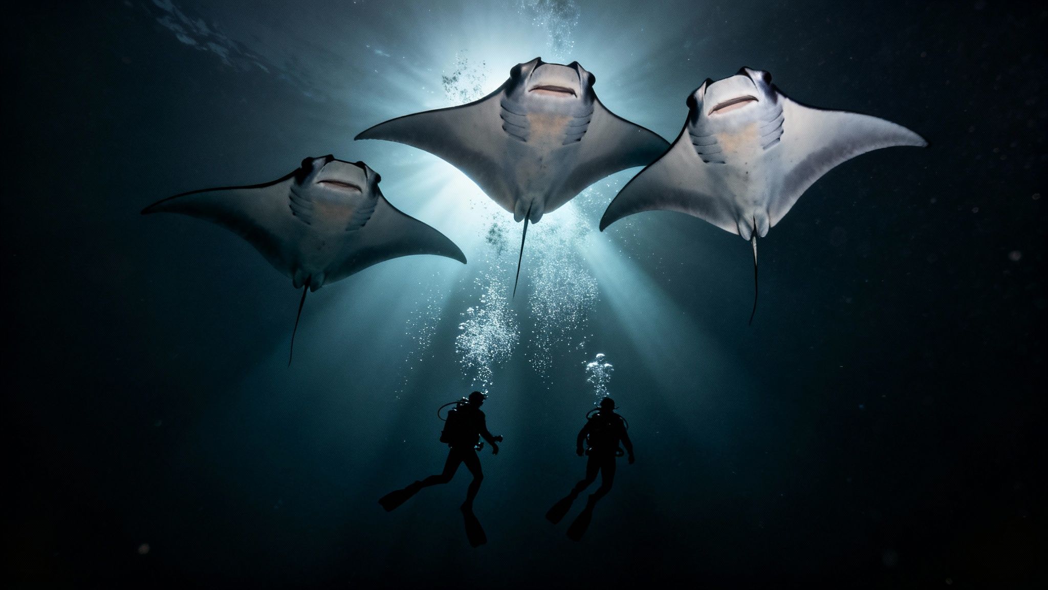 A massive manta ray swims gracefully over scuba divers at night, illuminated by their lights.