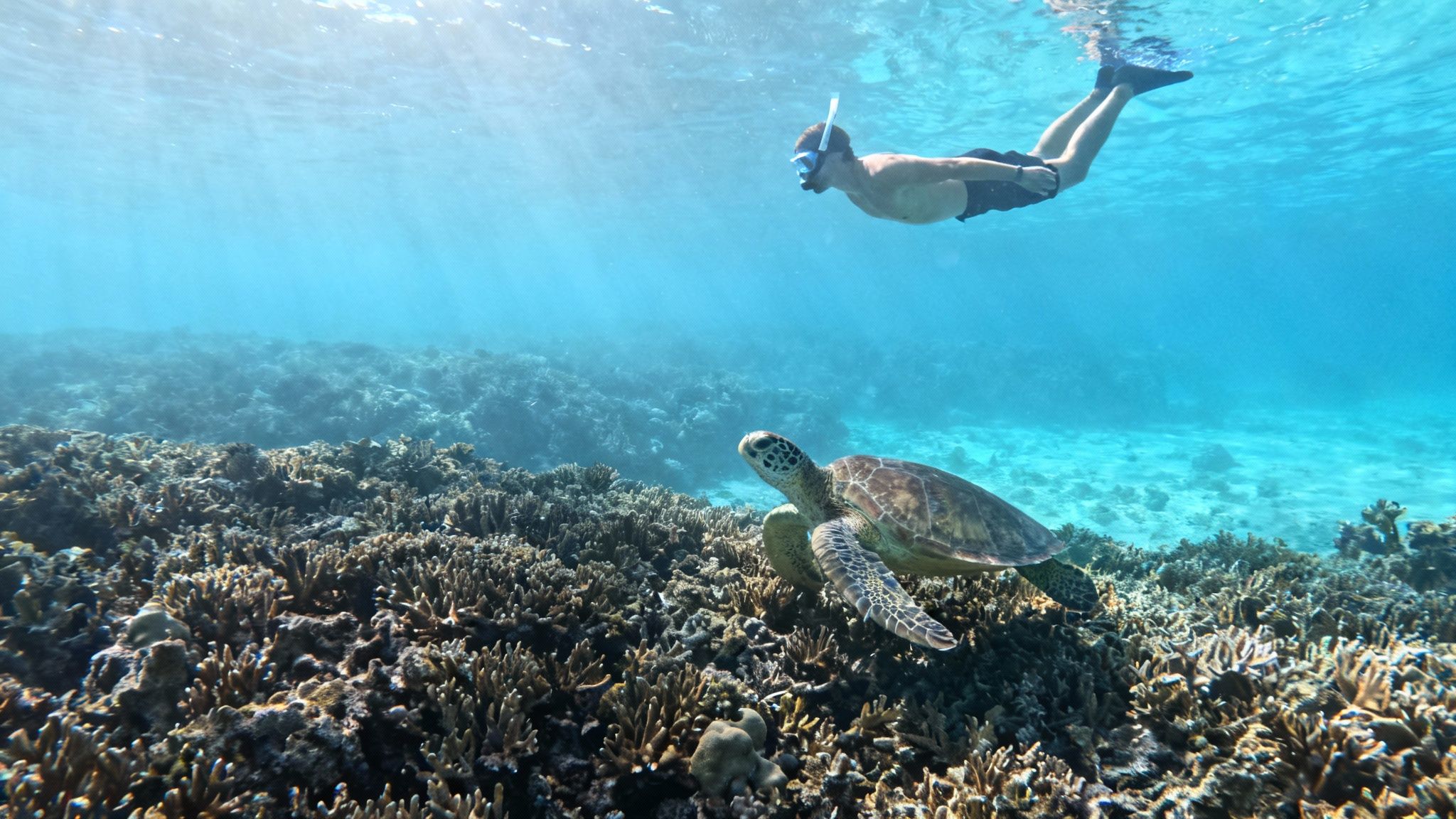 A male snorkeler swims above a sea turtle and coral reef in bright, clear ocean water.