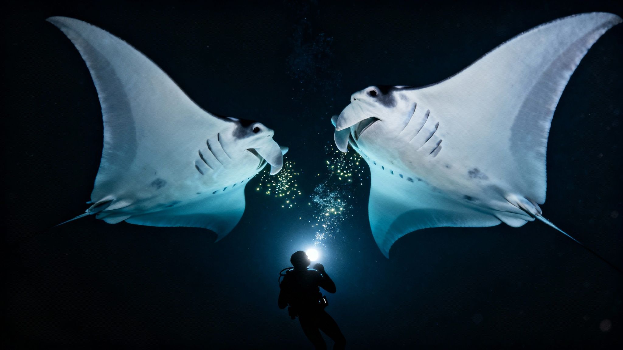 A scuba diver illuminates two giant manta rays in dark ocean waters, surrounded by glowing plankton.