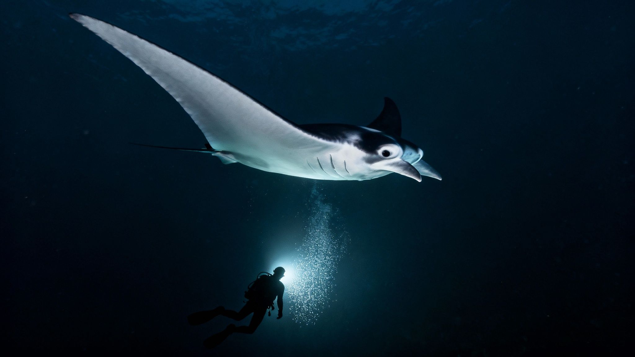 A scuba diver kneels on the ocean floor, looking up as a giant manta ray glides gracefully overhead, illuminated by dive lights.