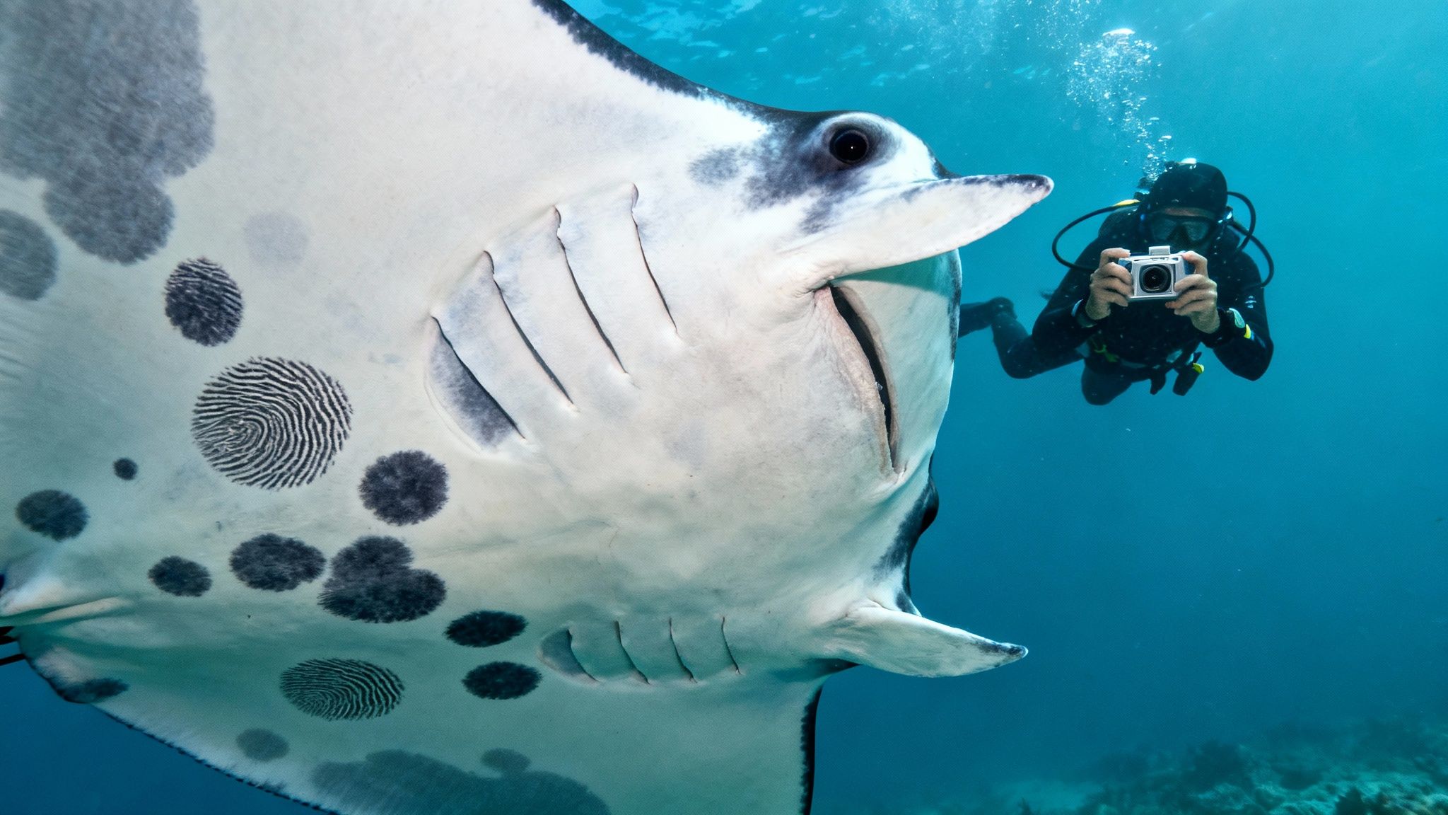 A detailed shot of the unique spot patterns on the belly of a manta ray during a Kona night dive.