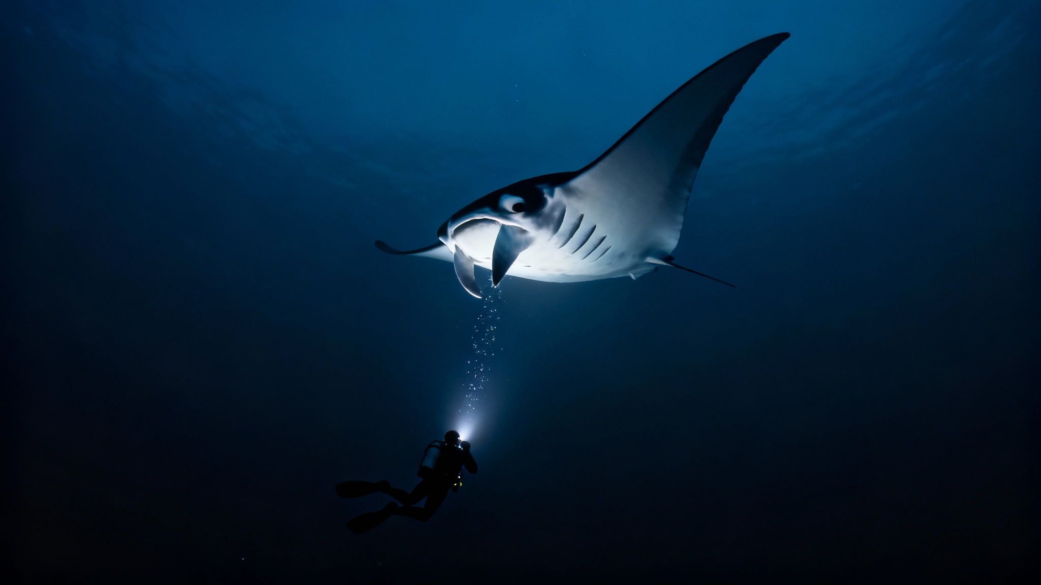 Underwater scene with a diver shining a light on a large manta ray in deep blue.