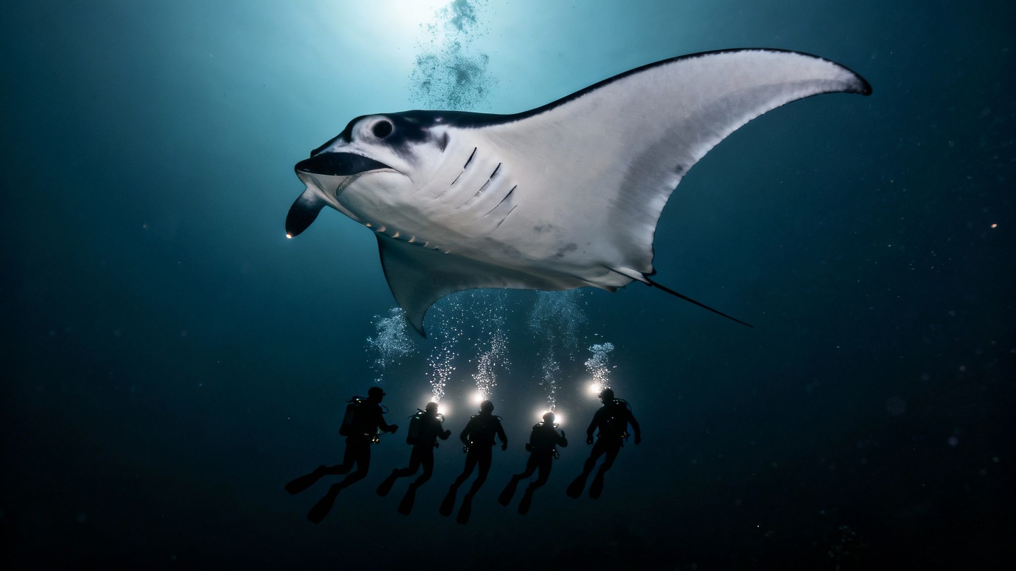 Majestic manta ray swimming above group of scuba divers with lights in ocean