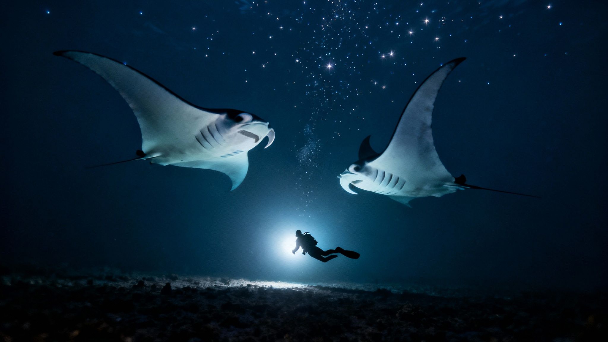 A manta ray gracefully swims towards a scuba diver's light at night.