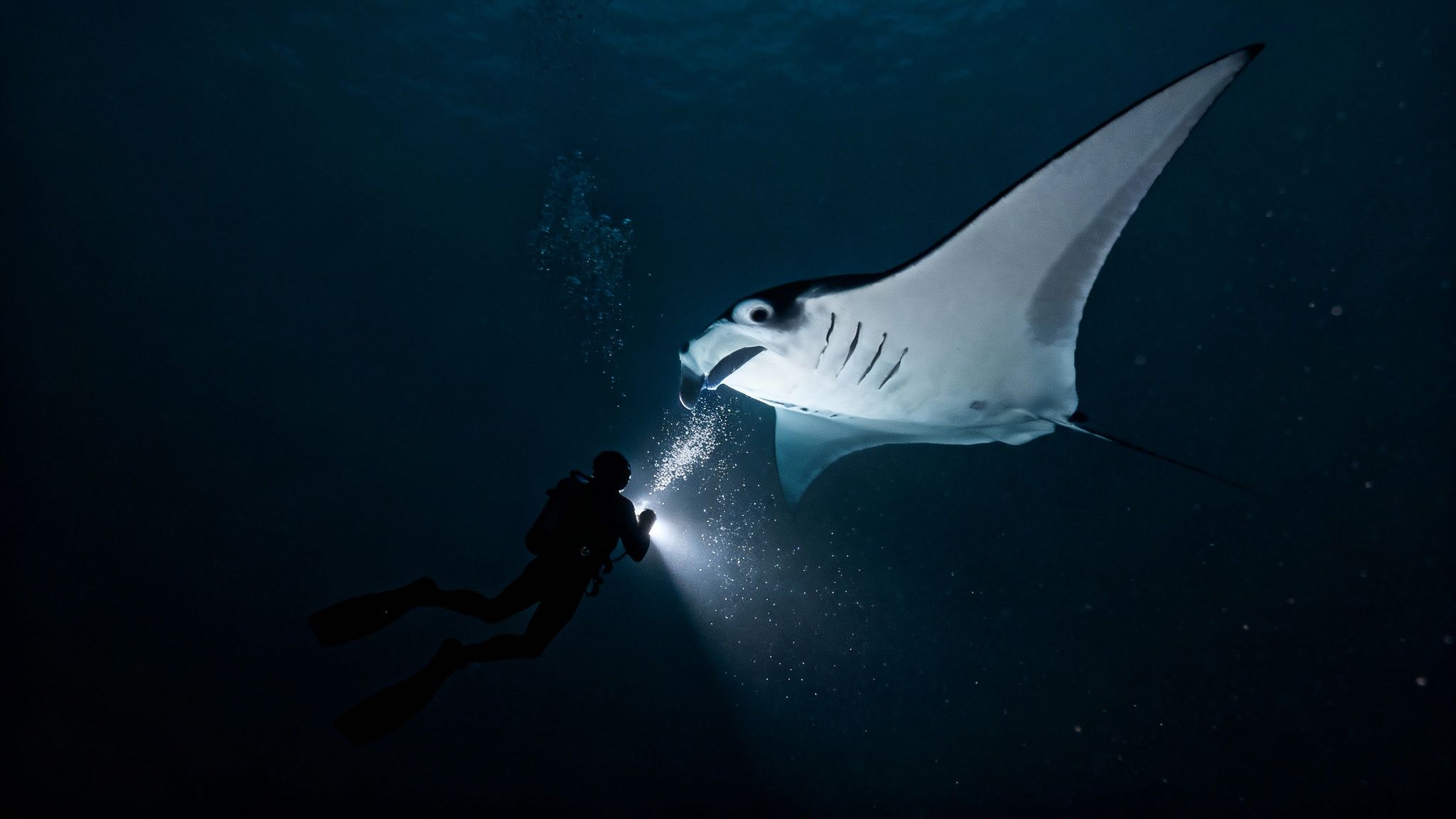 Divers shining lights to attract manta rays at Garden Eel Cove
