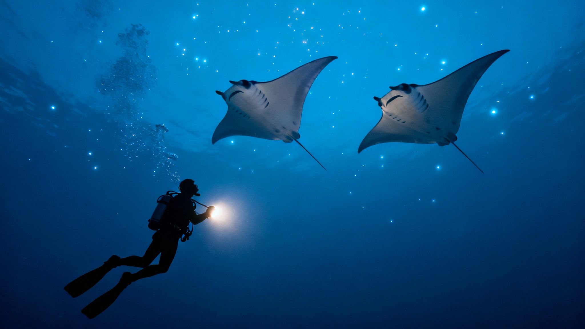 A diver shines a light on two majestic manta rays swimming above in deep blue water.