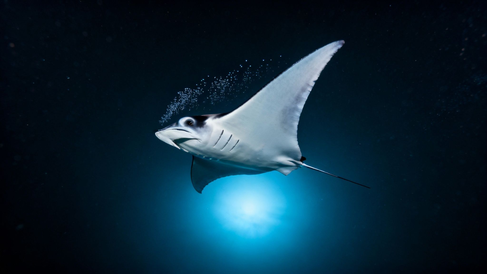 Divers watching manta rays glide overhead in Kona at night