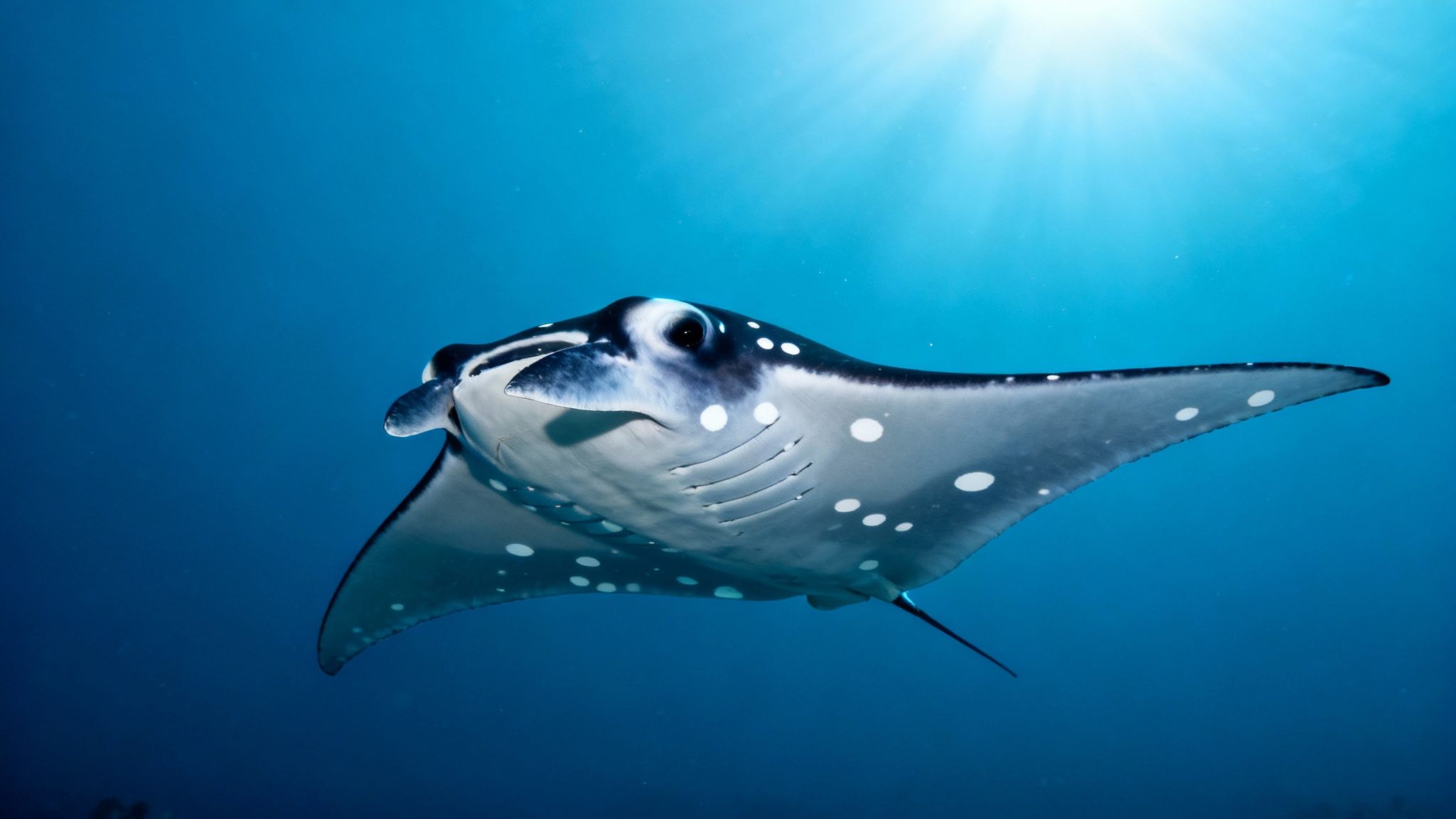 A photographer captures an image of a giant manta ray gliding overhead during a night dive in Kona.
